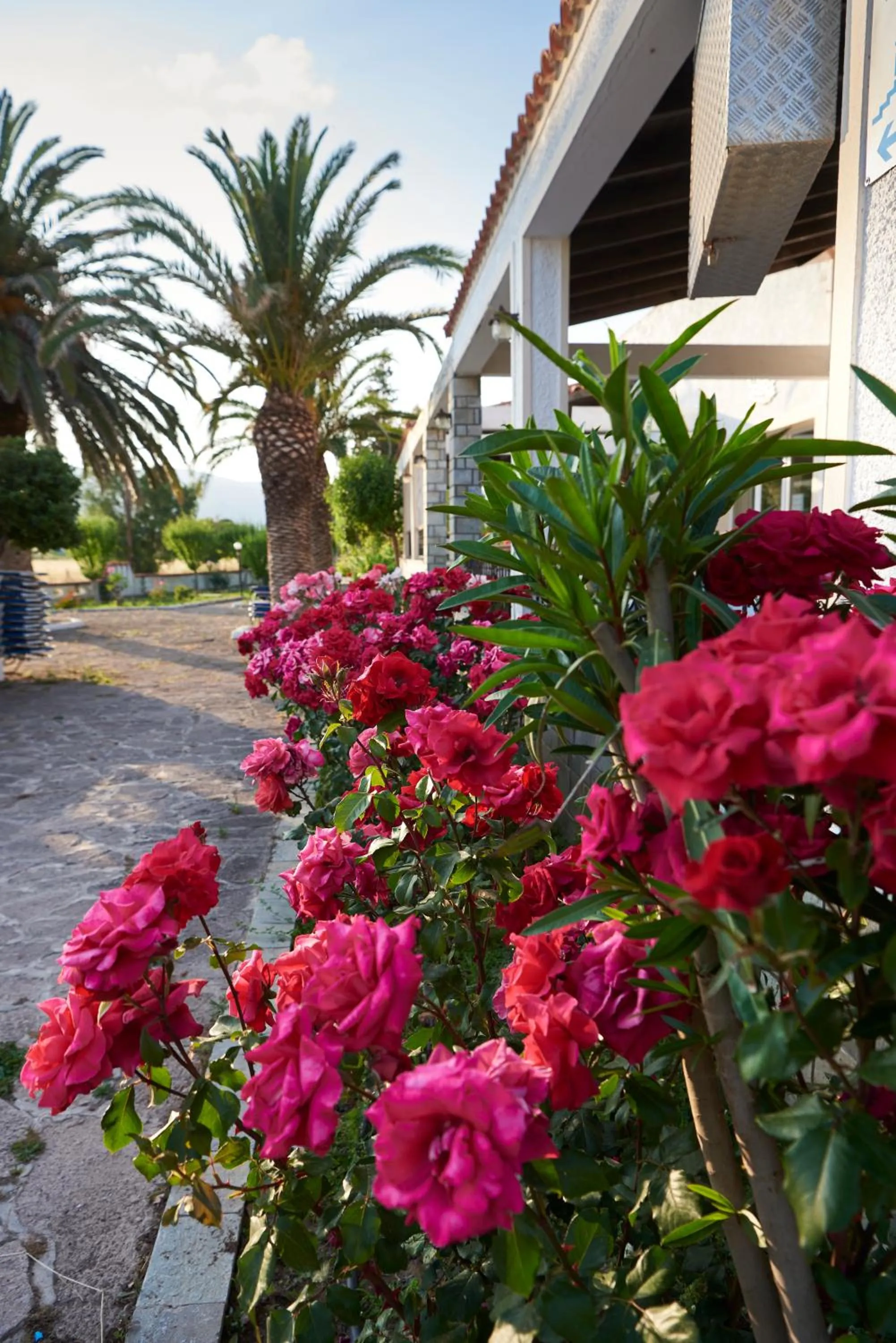 Garden in Kalloni Bay