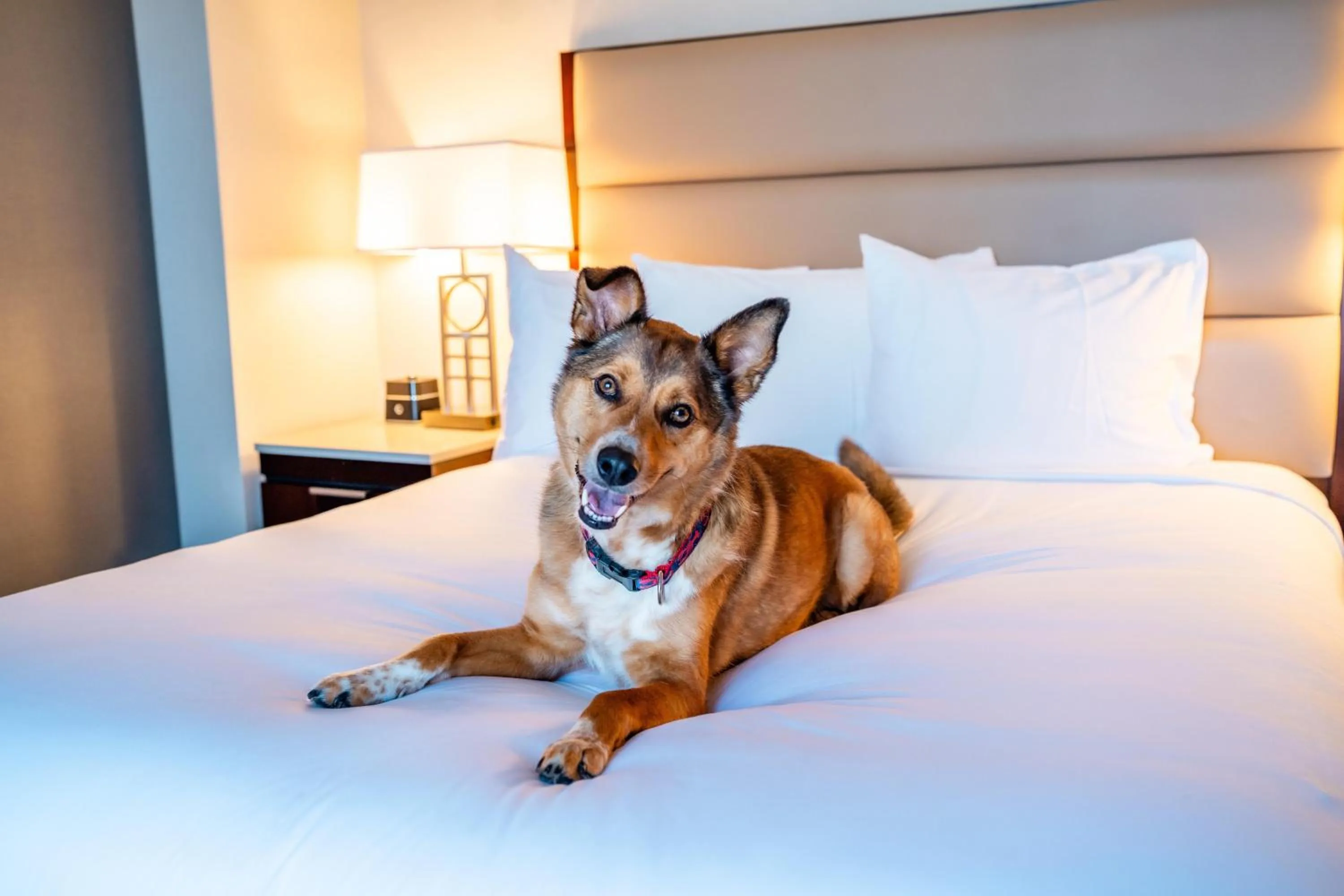 pet friendly, Bed in Hyatt Regency Boston/Cambridge