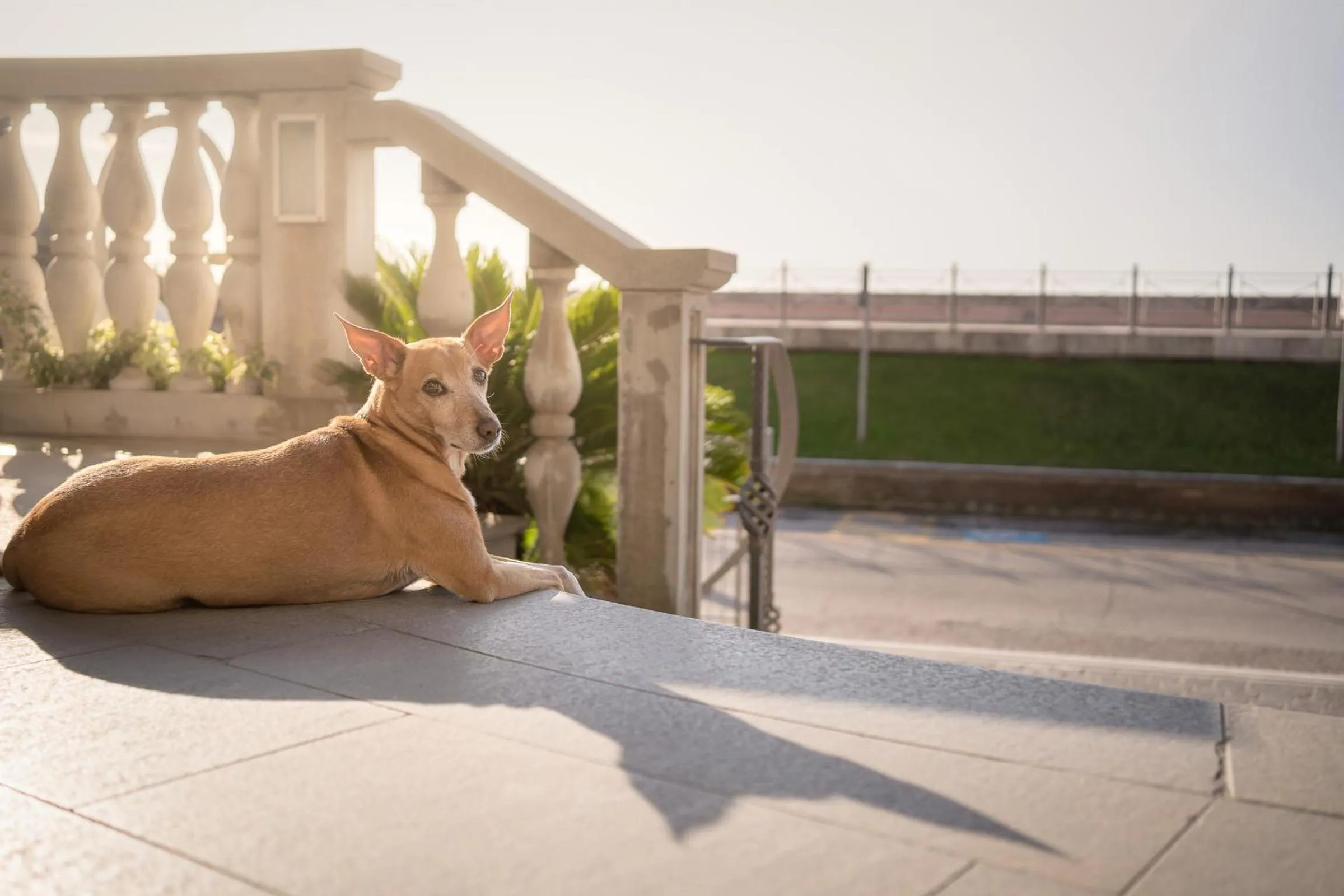 Pets in Hotel Le Lampare