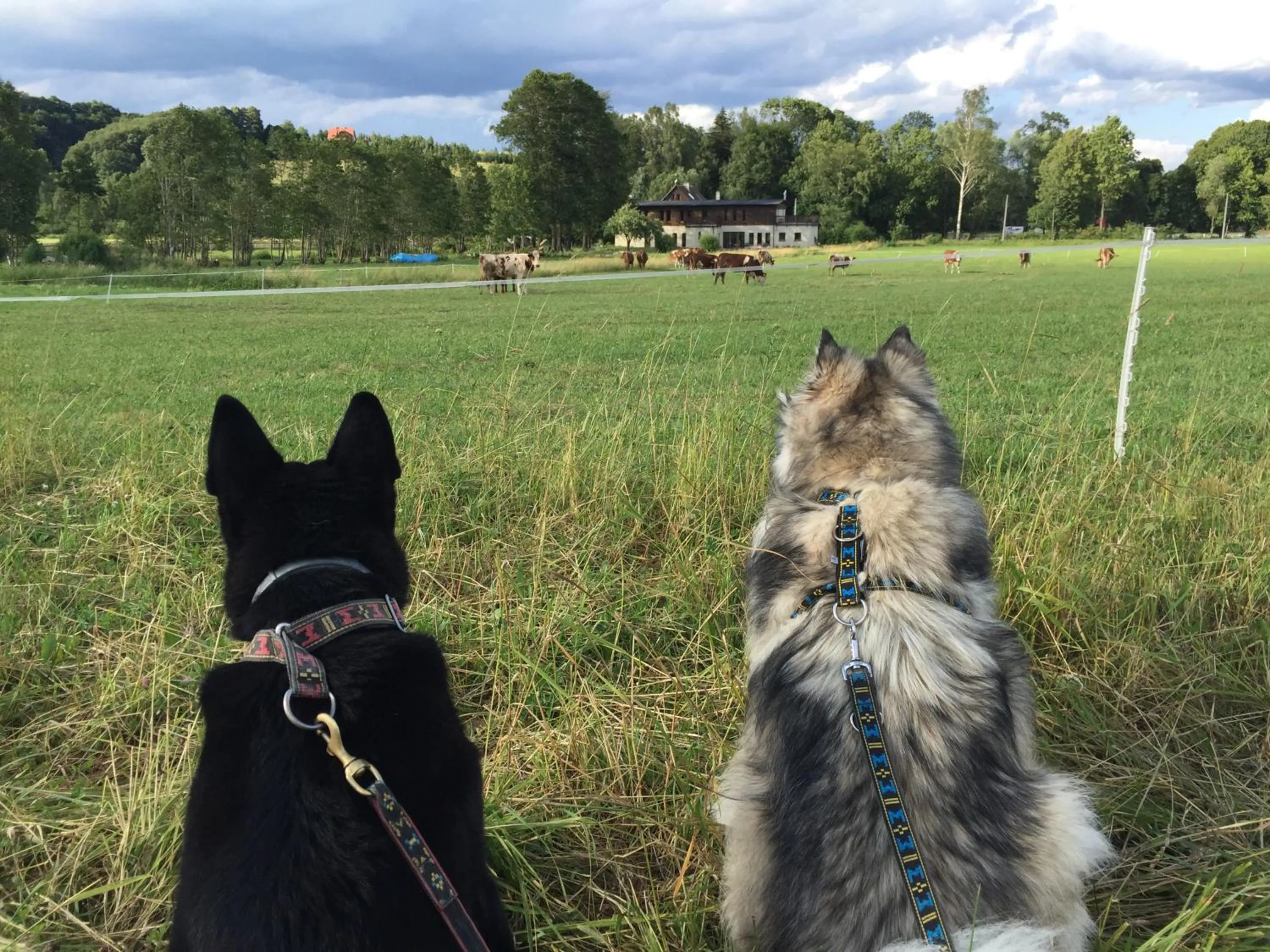 Pets in Centrum Łąkowa 1