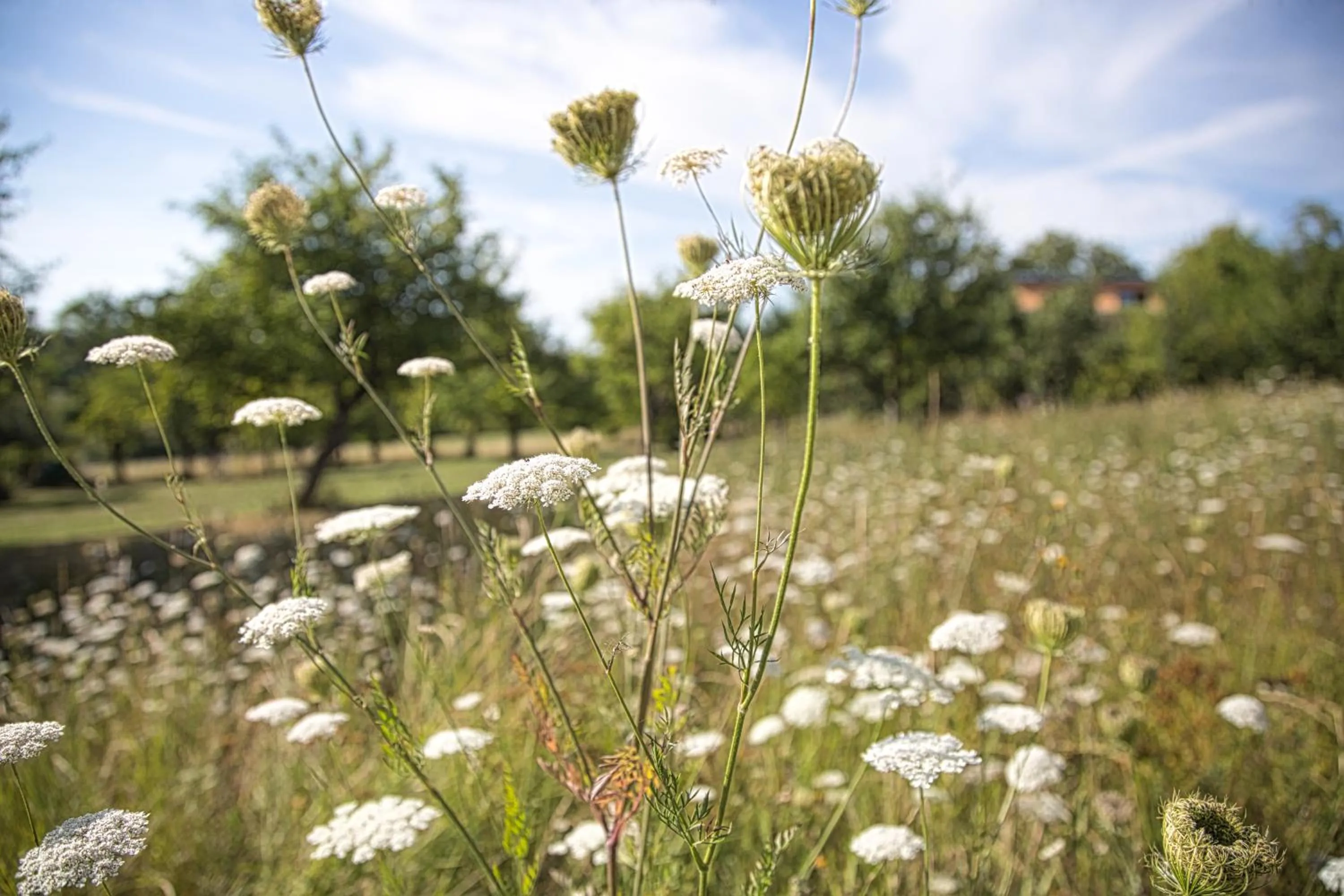 Activities in Romantik Hotel Landschloss Fasanerie