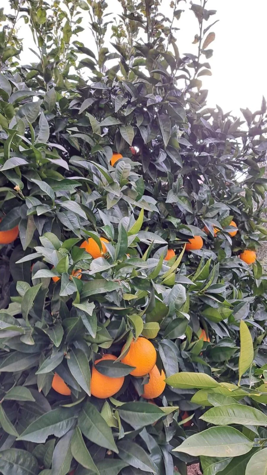 Garden in Navigantes Superior