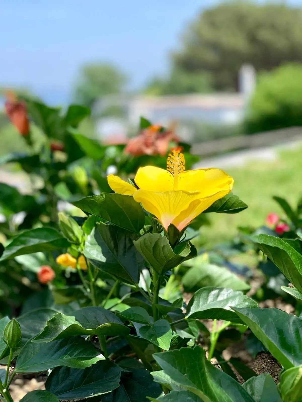 Agapanto Luxury Accommodation