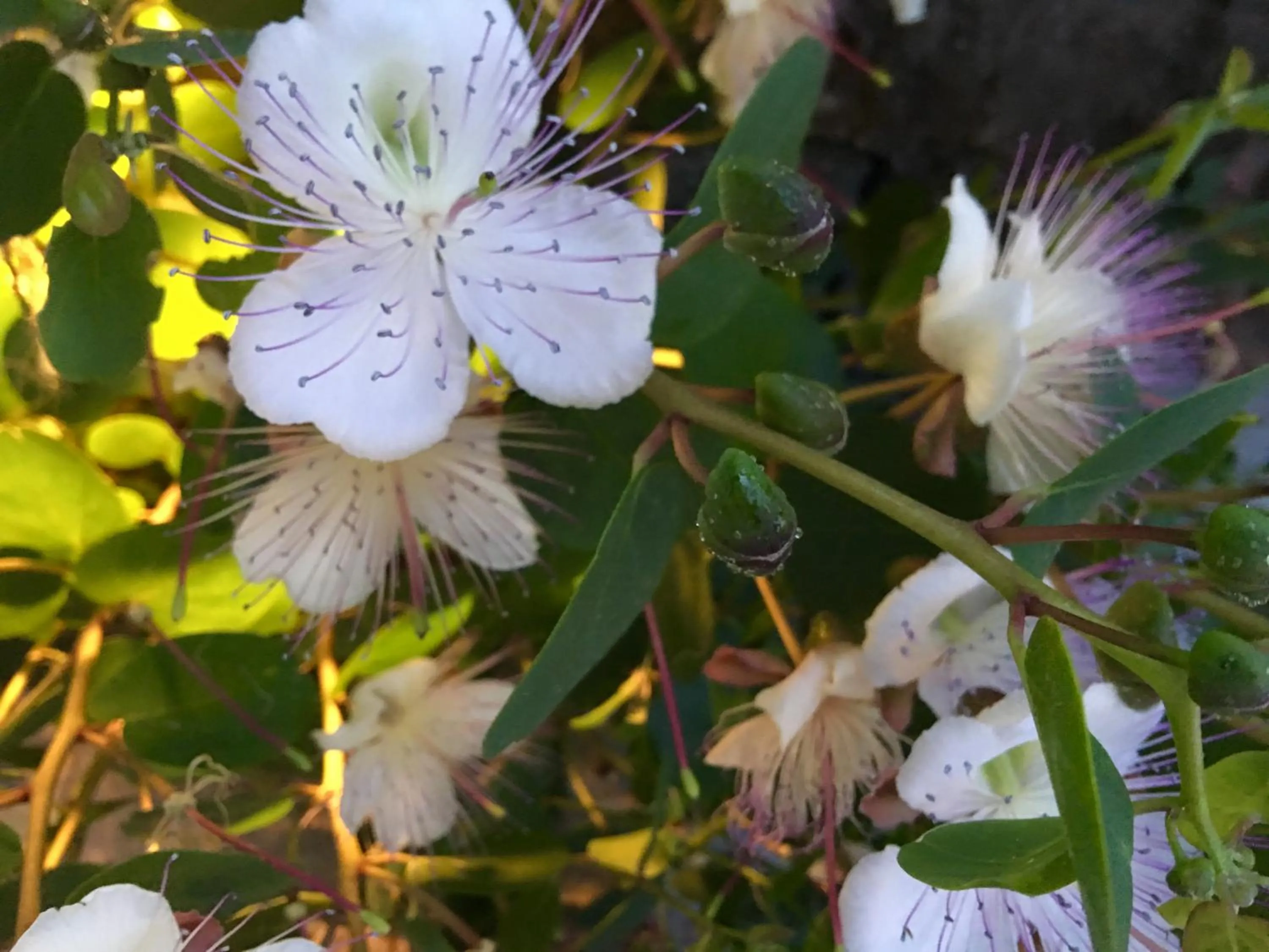 Agapanto Luxury Accommodation