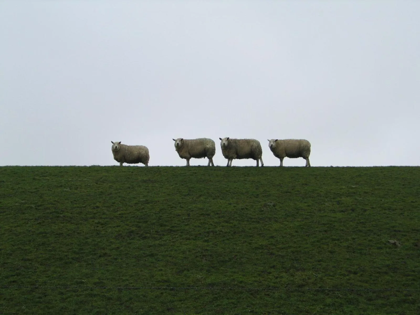 Animals in NordseeResort Hotel & Suite Arche Noah