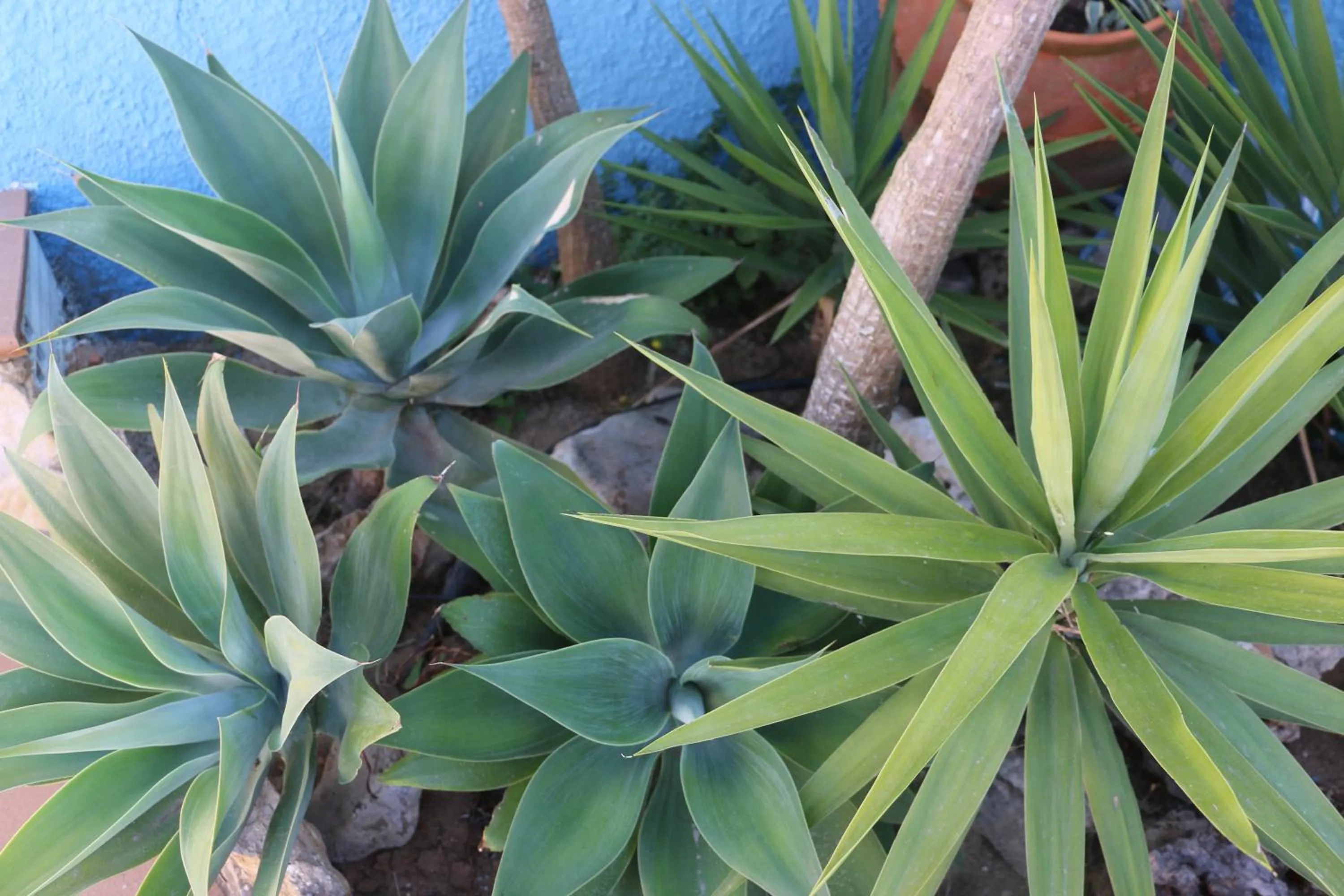 Garden view in Casa Teresinha