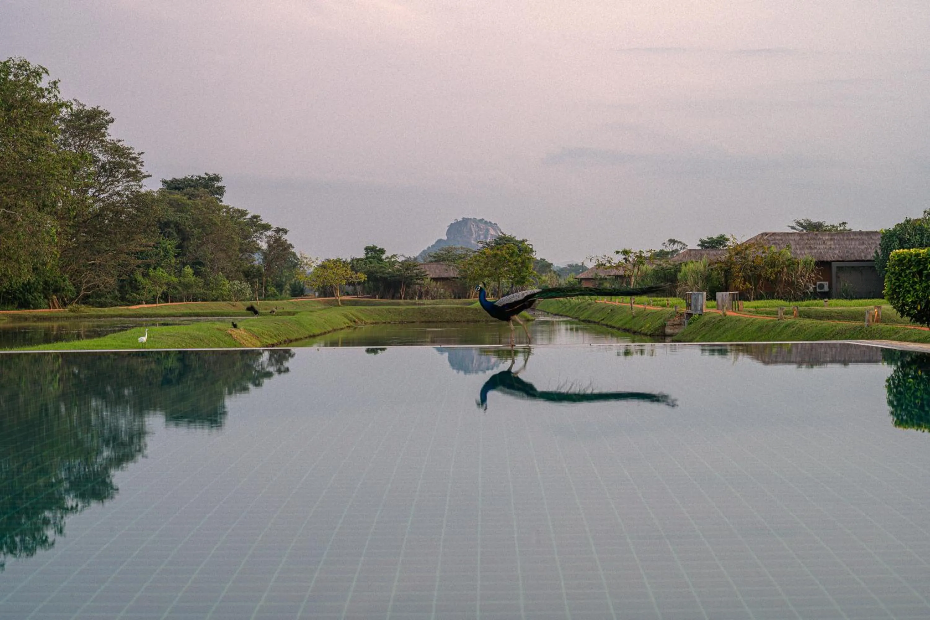 Pool view in Water Garden Sigiriya