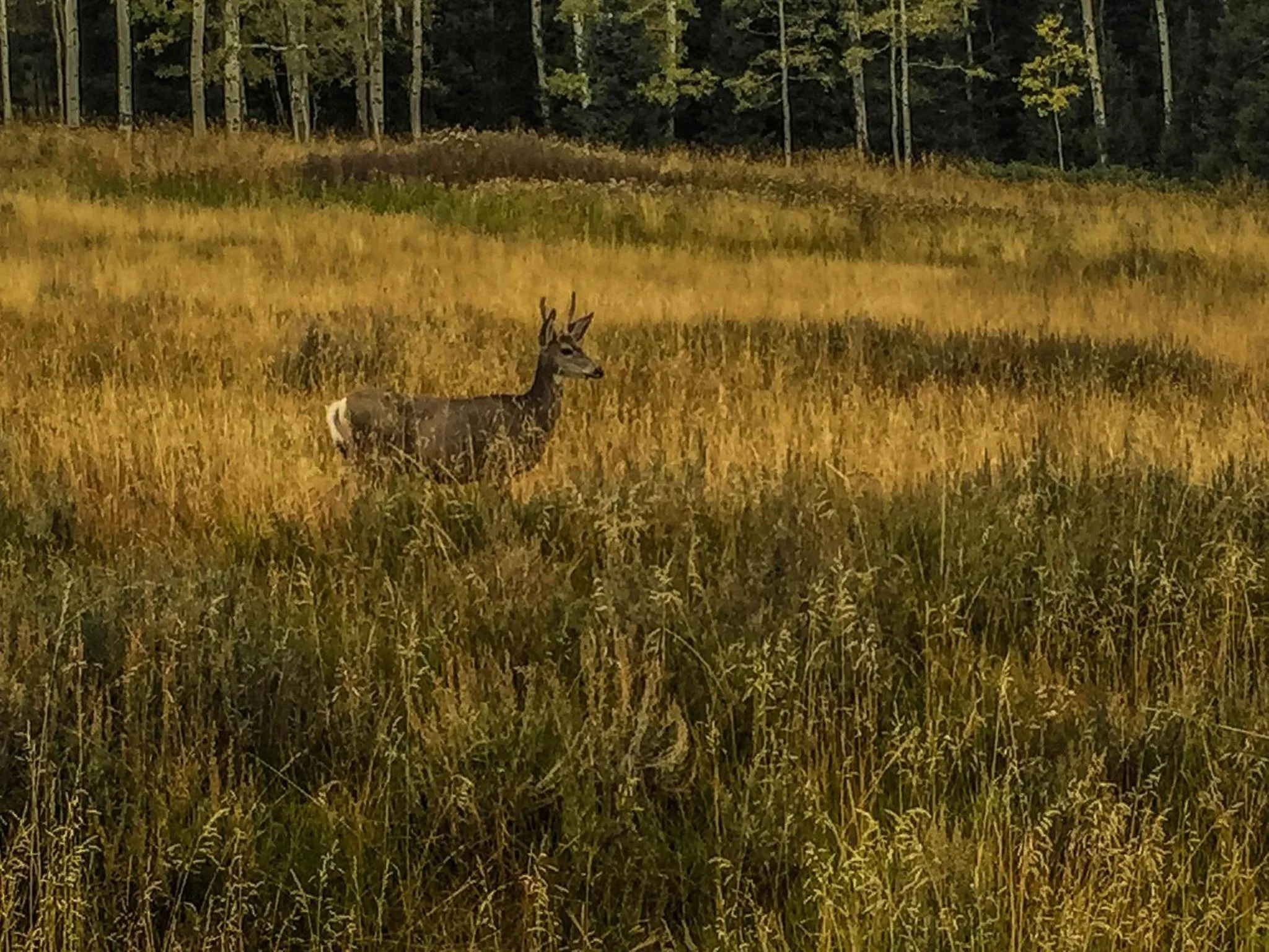 Arrowhead Mountain Lodge