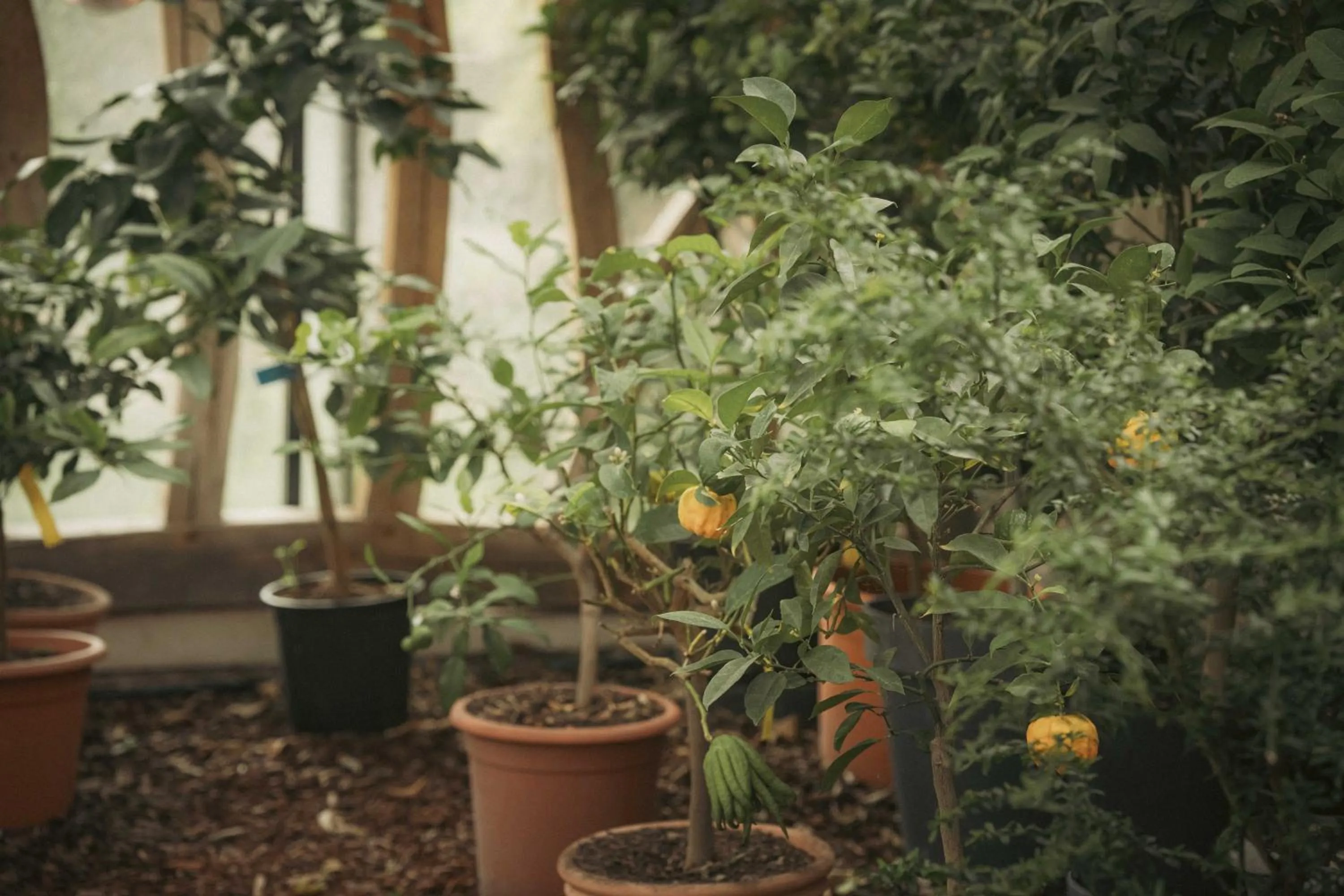 Garden in Logis Hotel La Diligence