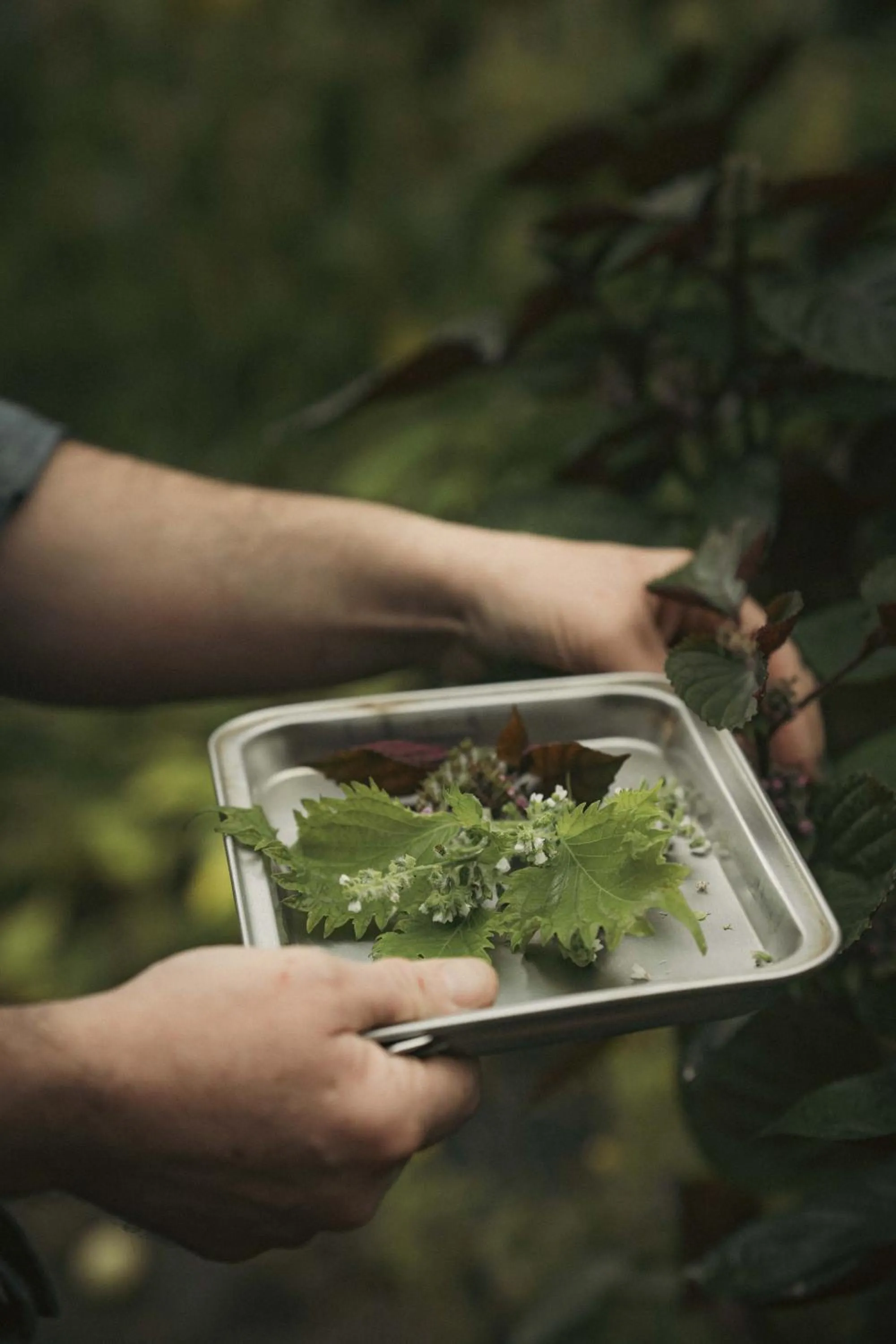 Garden in Logis Hotel La Diligence
