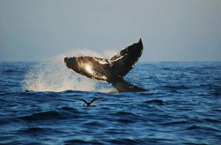 Santa Teresa Surf Vista Villas