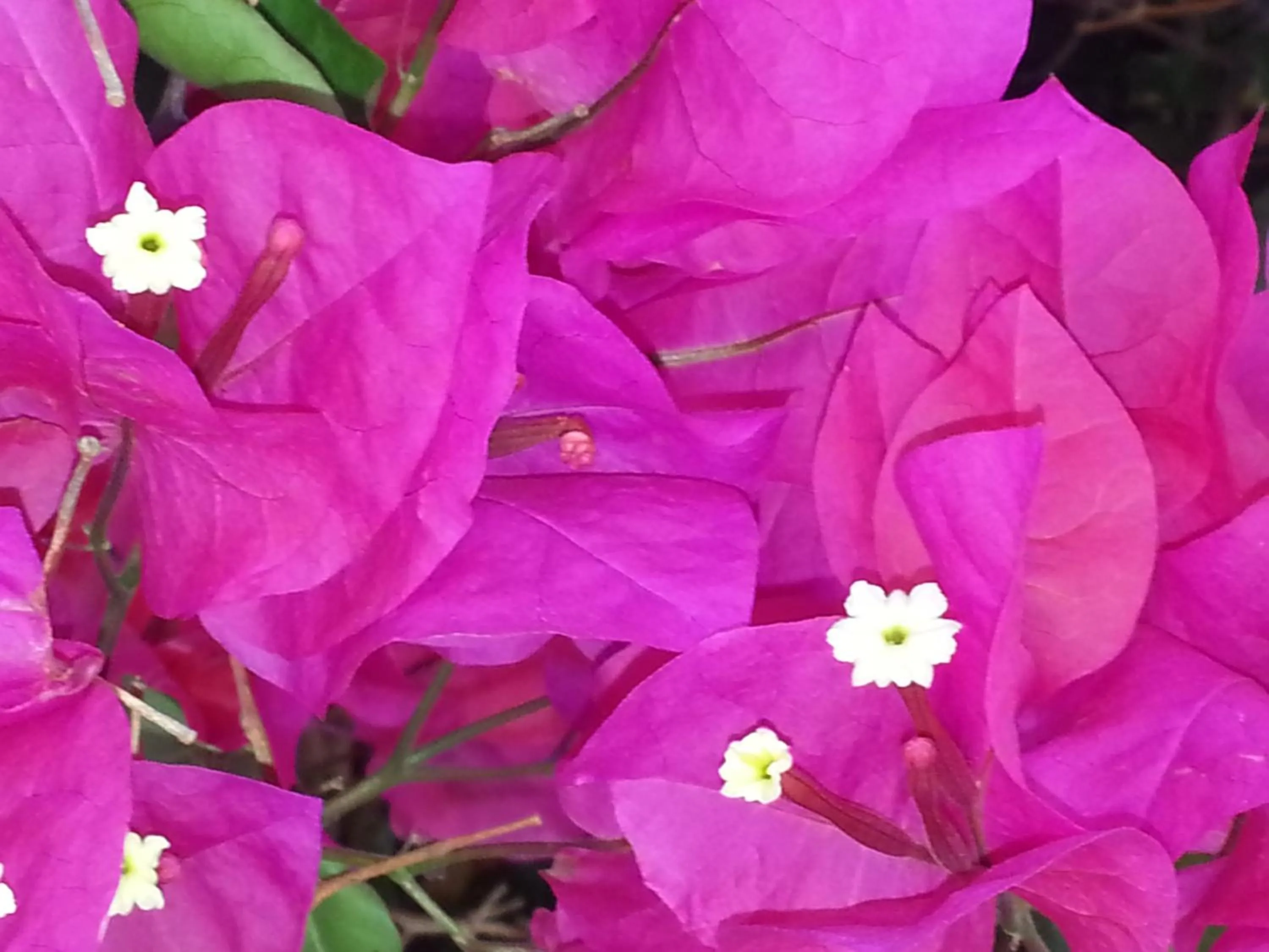 Vinofilia Wine Country Inn