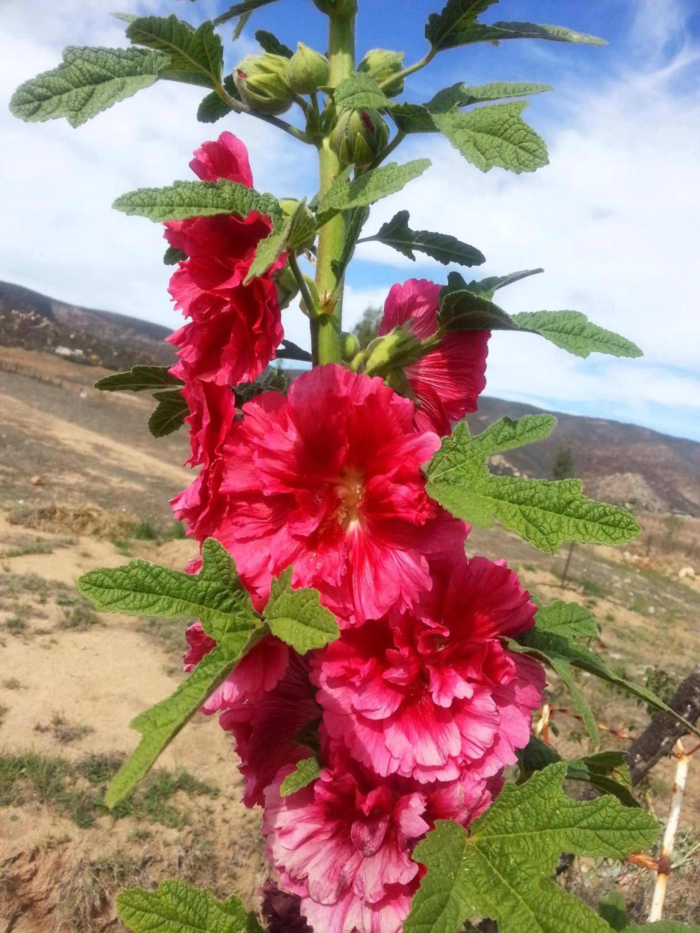 Vinofilia Wine Country Inn