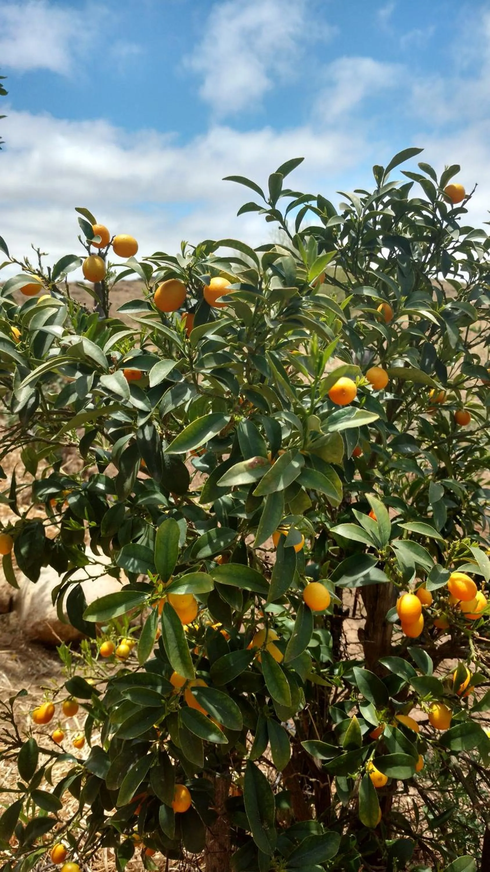 Property building in Vinofilia Wine Country Inn