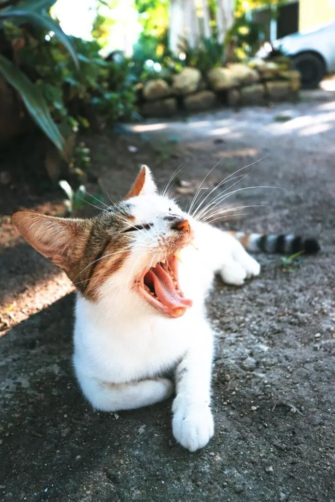 Otoch Béek Calakmul