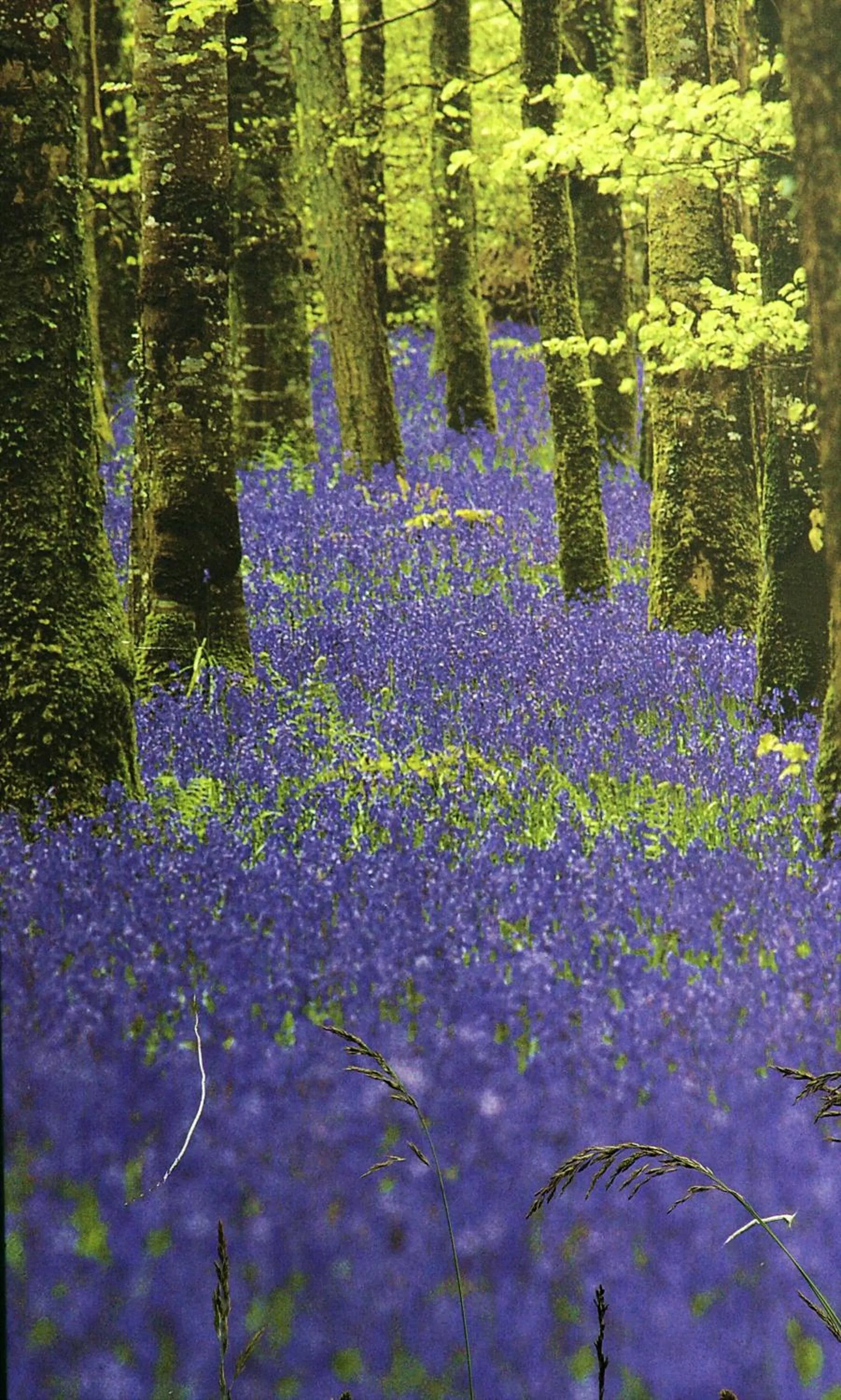 Rosdarrig Bed & Breakfast