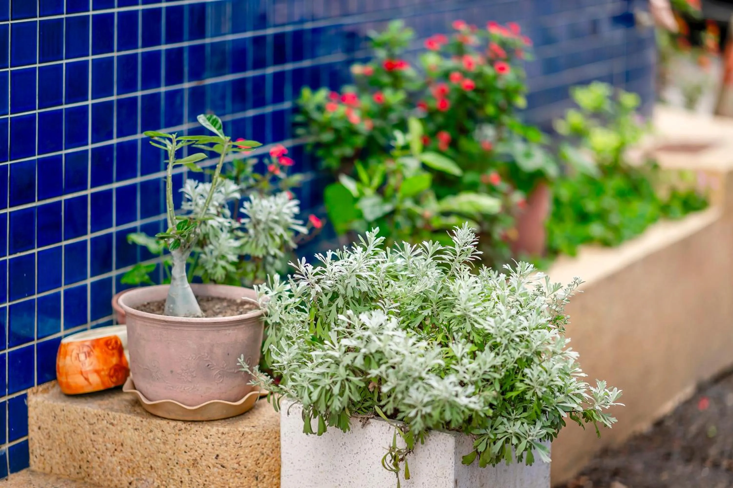 Garden in Pacific Inn