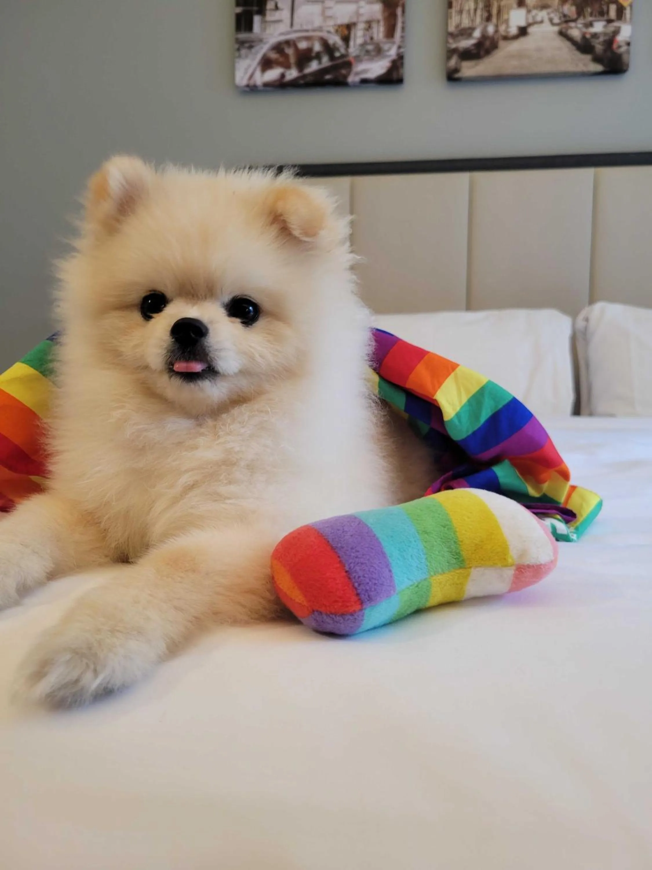 Pets in Citadines Connect Fifth Avenue New York