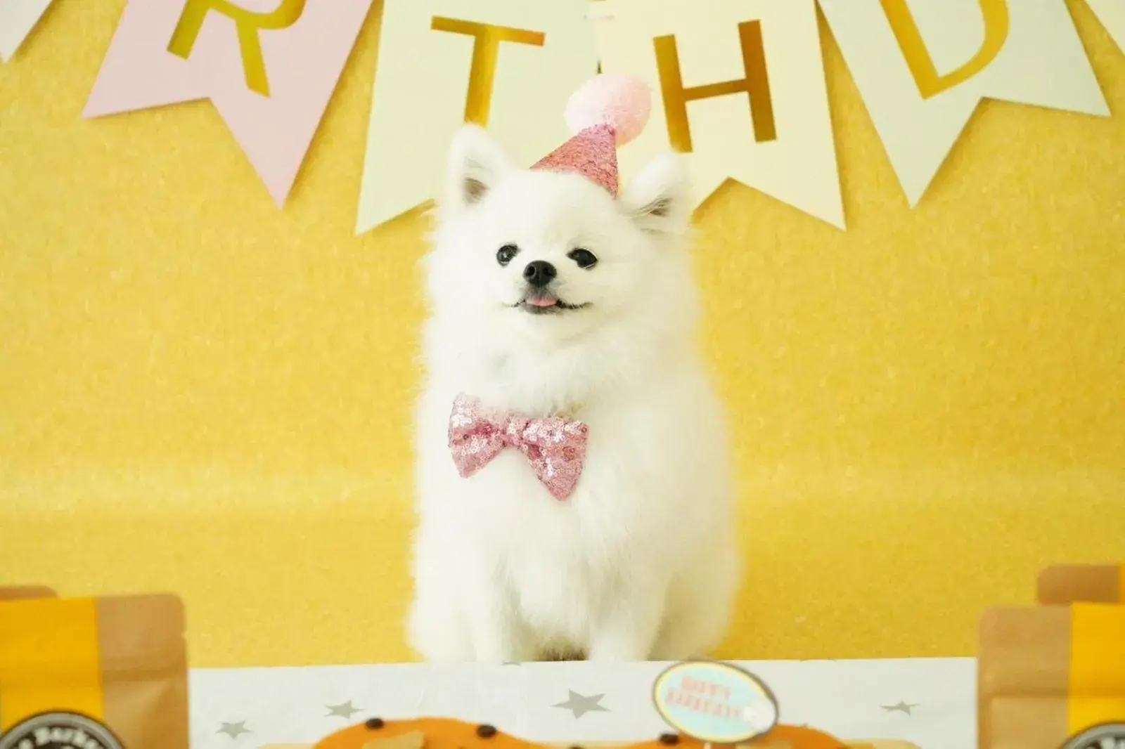 Pets in Citadines Connect Fifth Avenue New York Pets in Citadines Connect Fifth Avenue New York