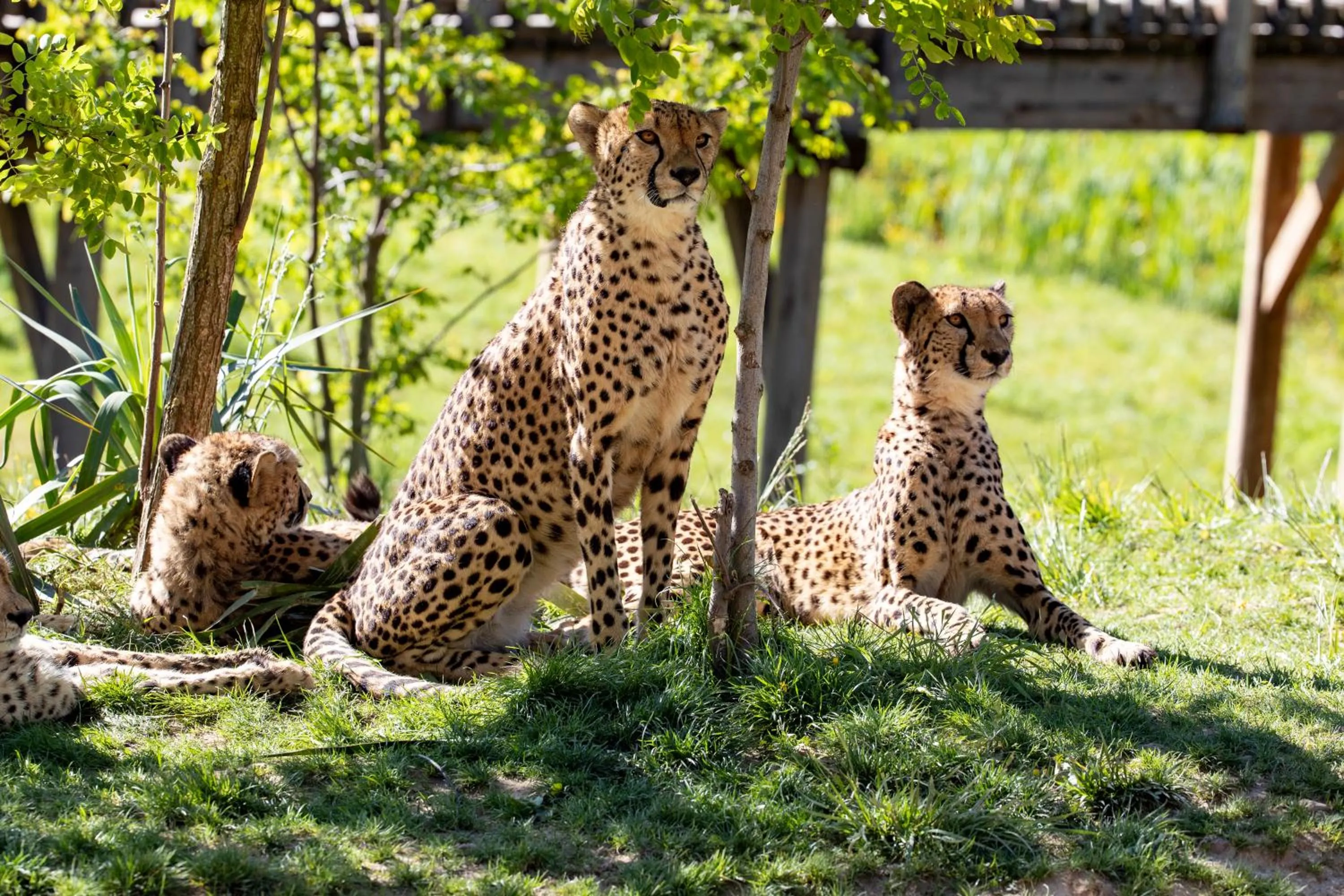 Les Jardins de Beauval