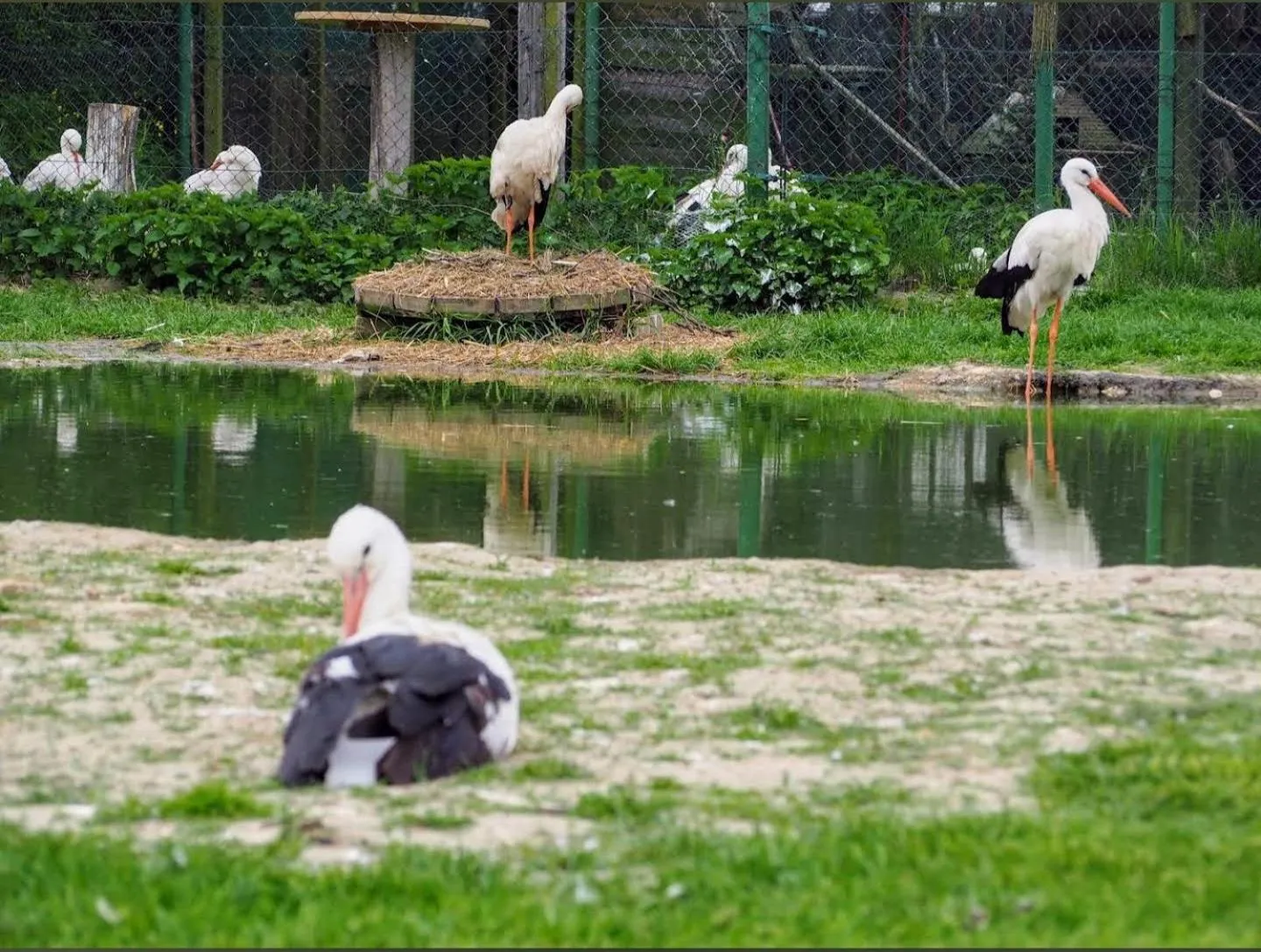 Agroturystyka Klekusiowo