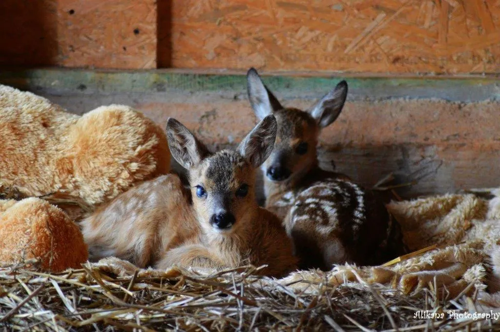 Property building in Agroturystyka Klekusiowo