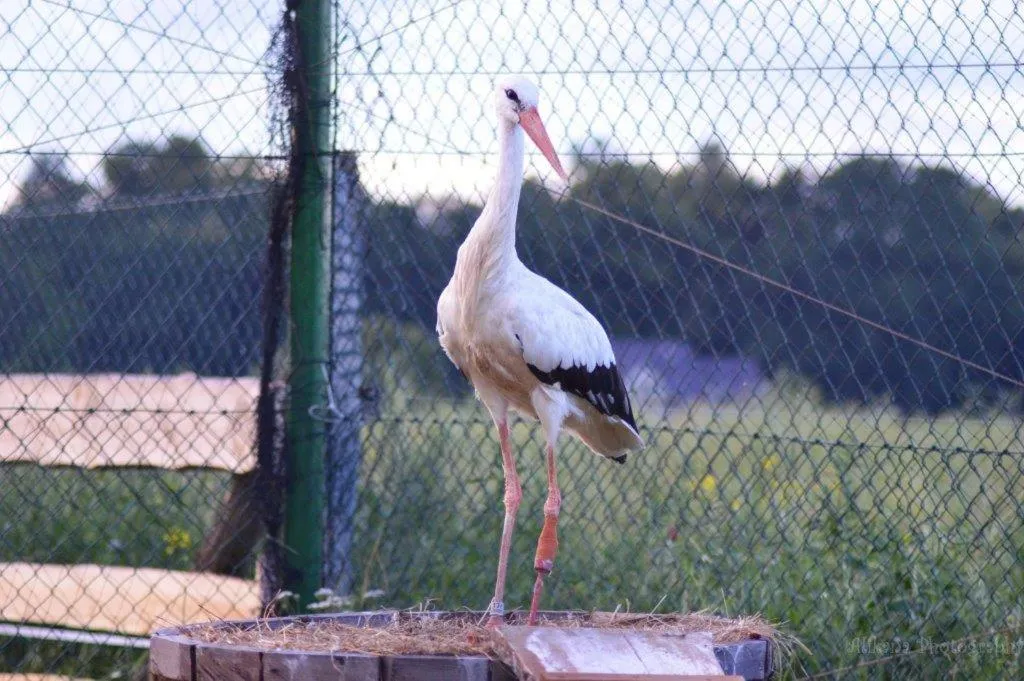 Property building in Agroturystyka Klekusiowo