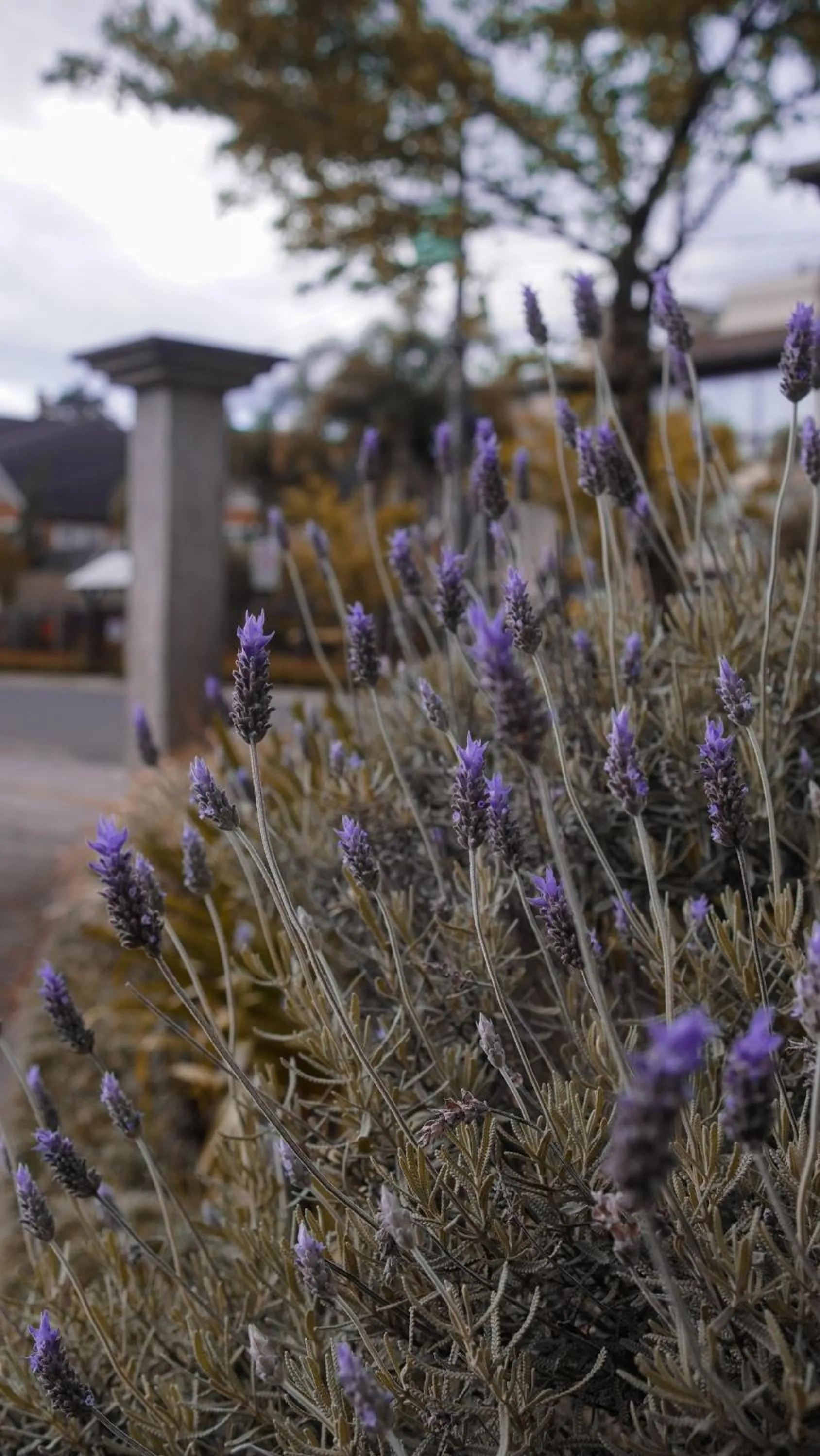 Hotel Gramado Interlaken