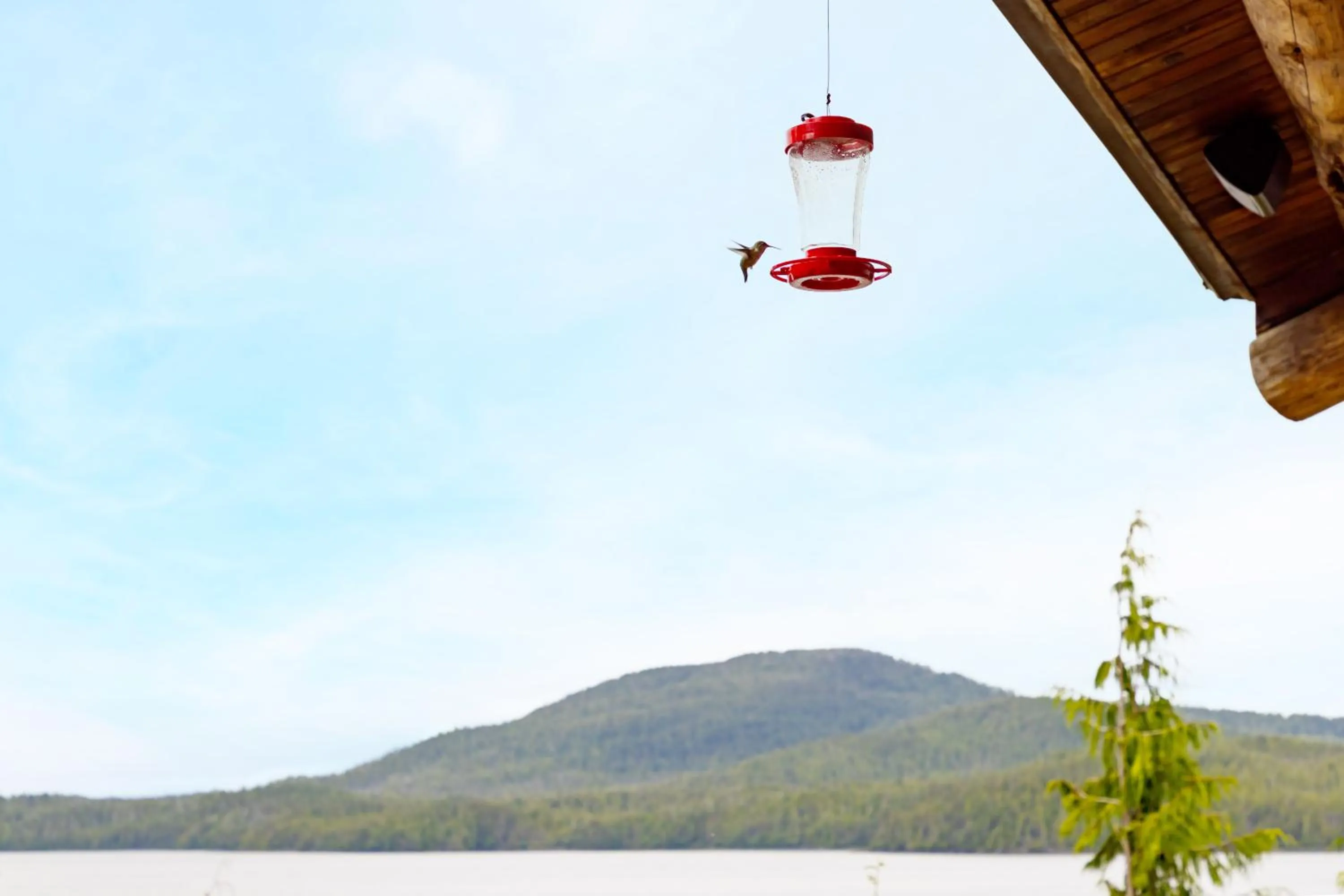 View (from property/room) in Salmon Falls Resort