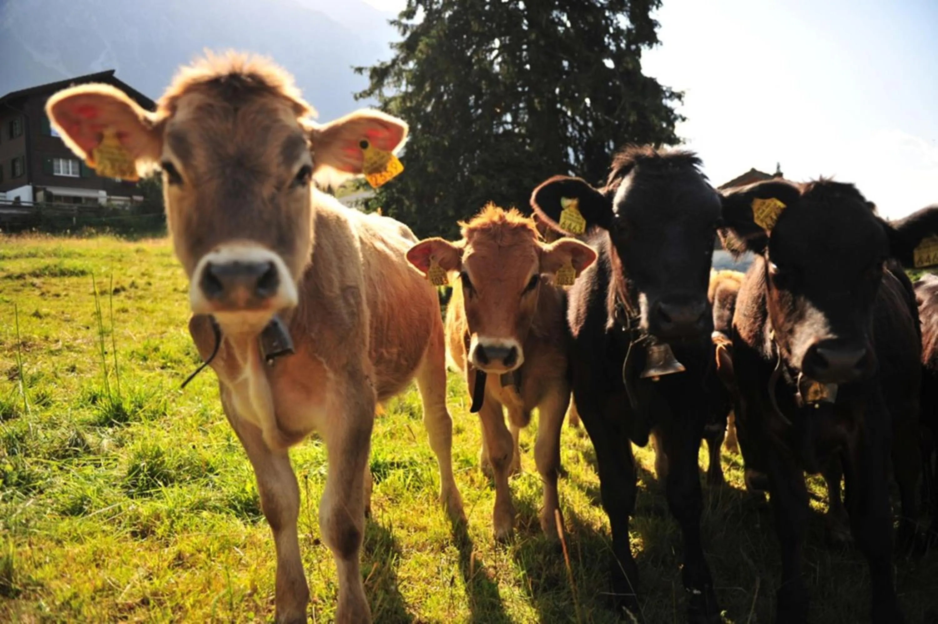 Natural landscape in Hotel Lenzerhorn - Alpine Stay, Spa & Savour