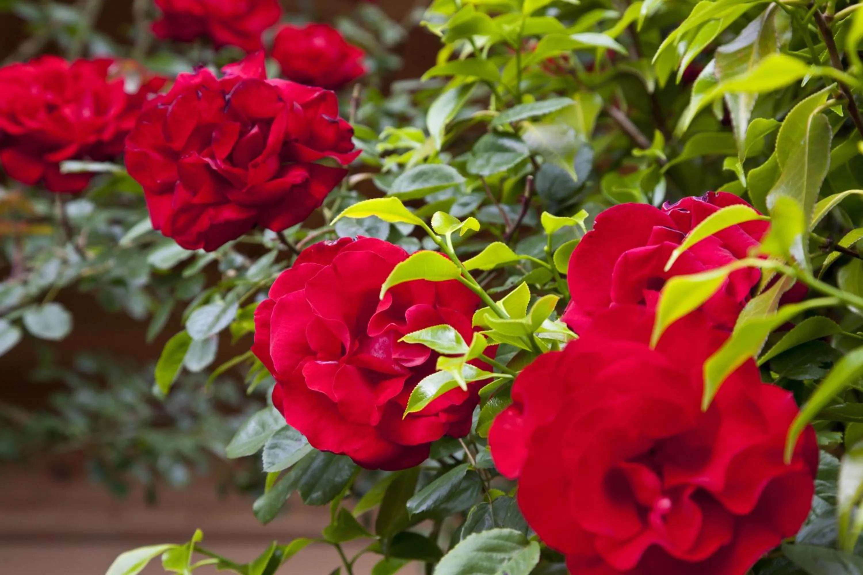 Decorative detail in Eco Hotel Locanda del Giglio