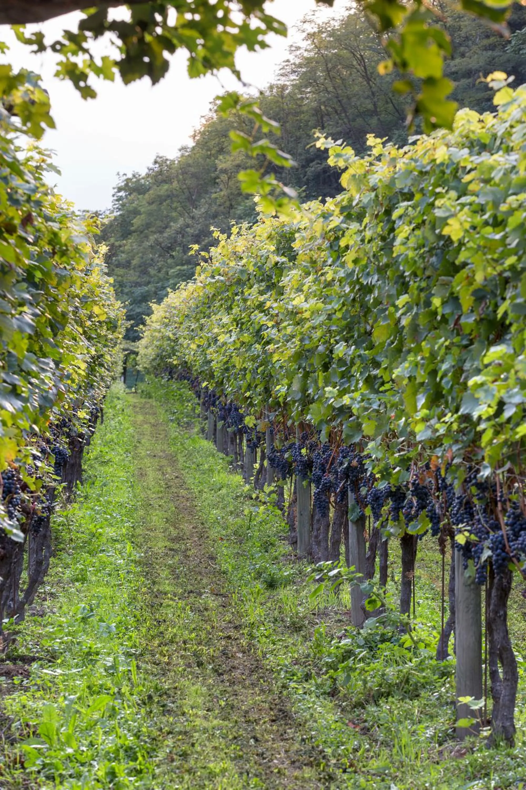 Day in Fattoria l'Amorosa