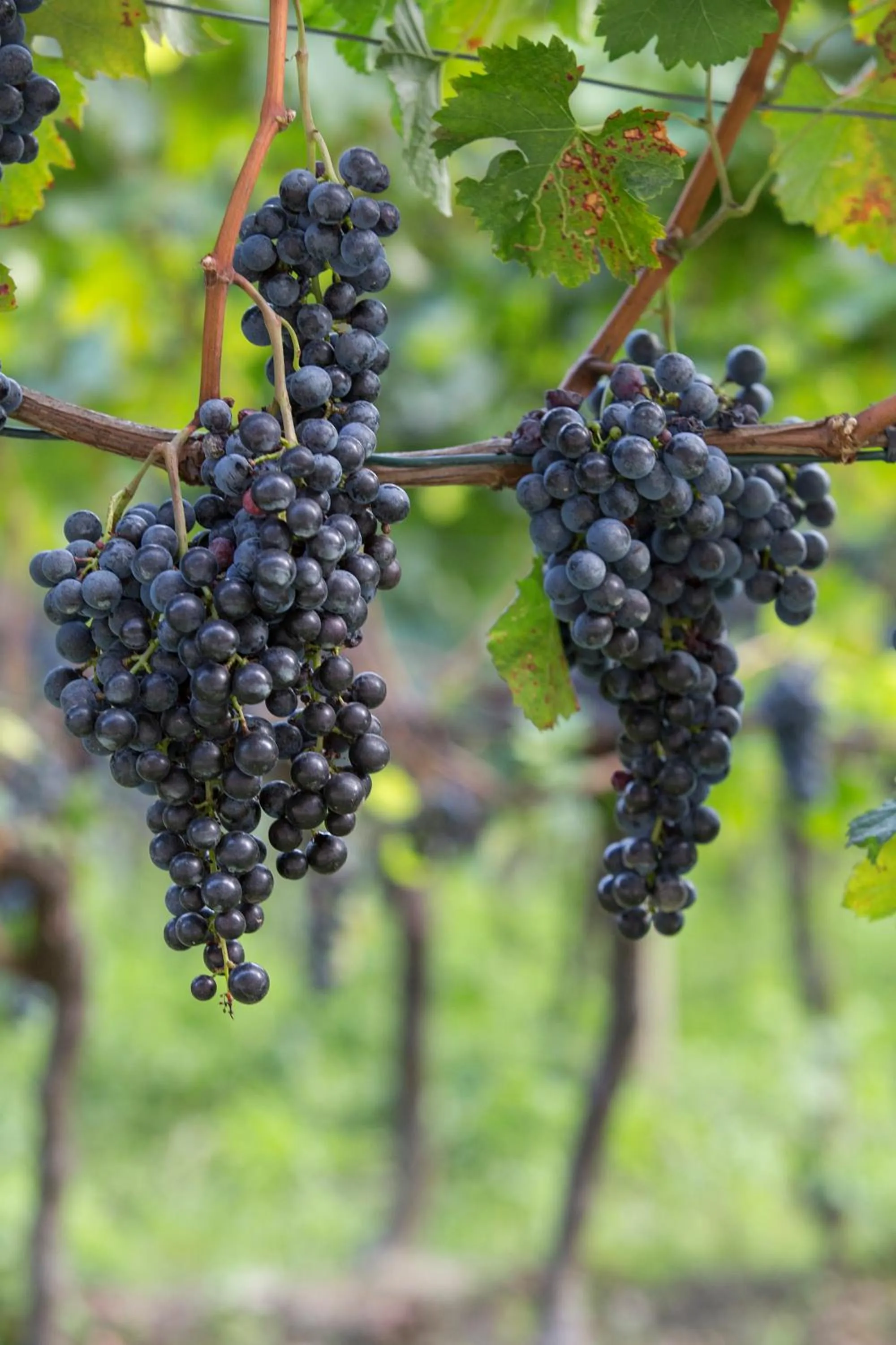 Other in Fattoria l'Amorosa