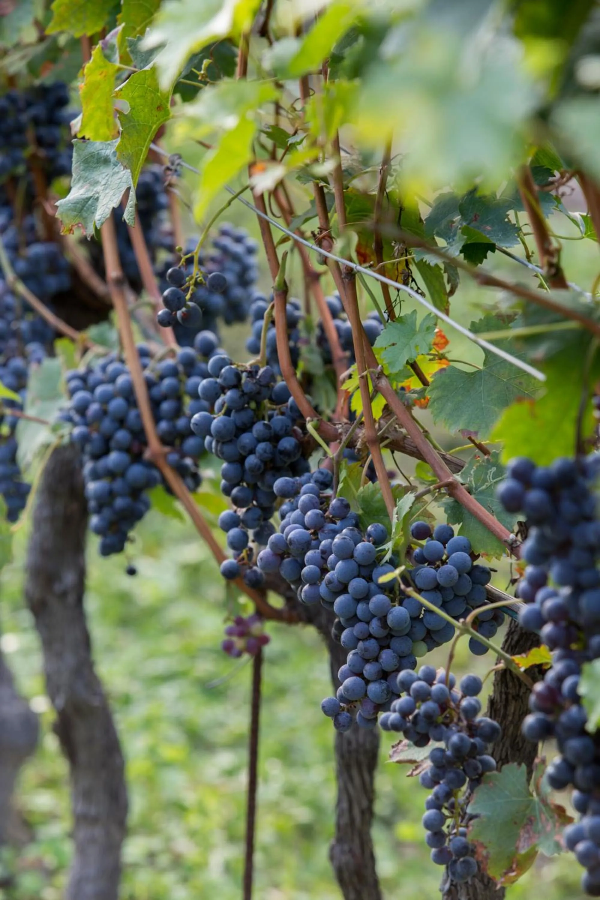 Other in Fattoria l'Amorosa