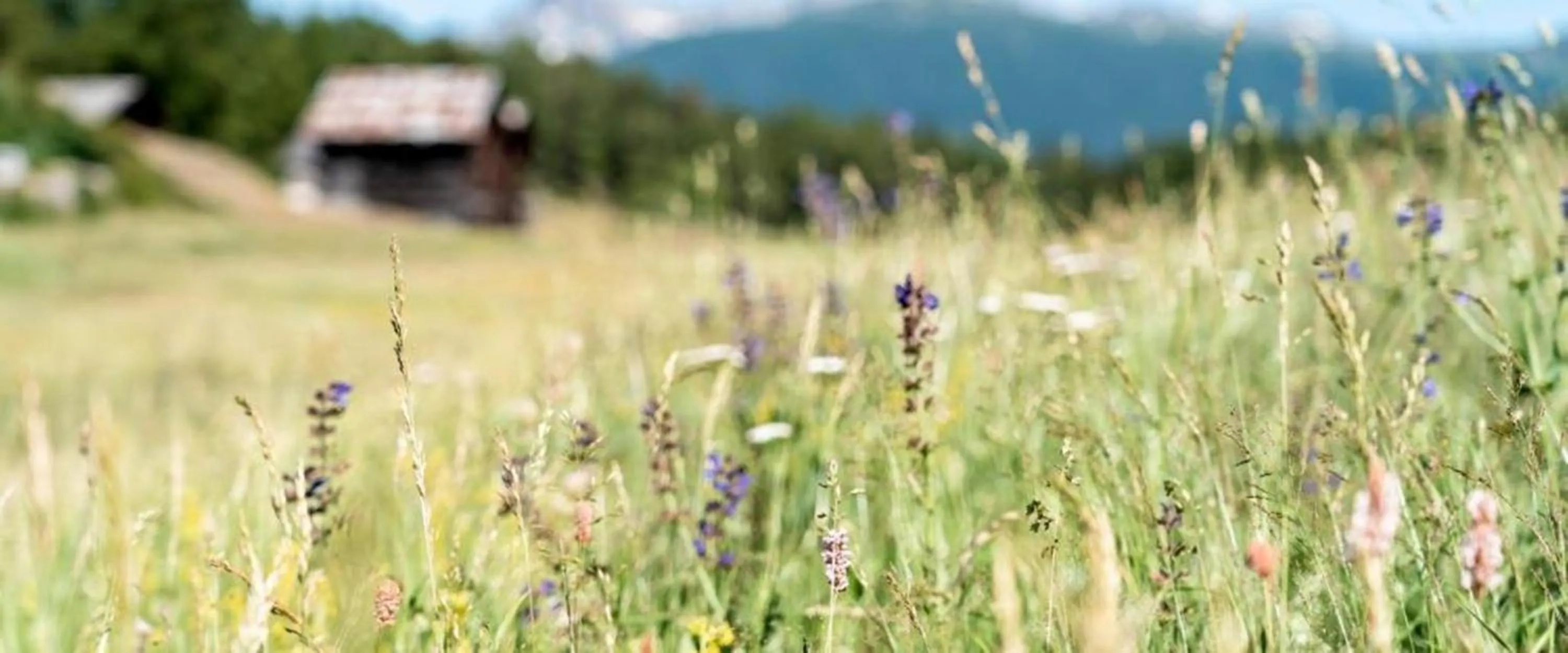 Property building in Hotel Restaurant Bürchnerhof