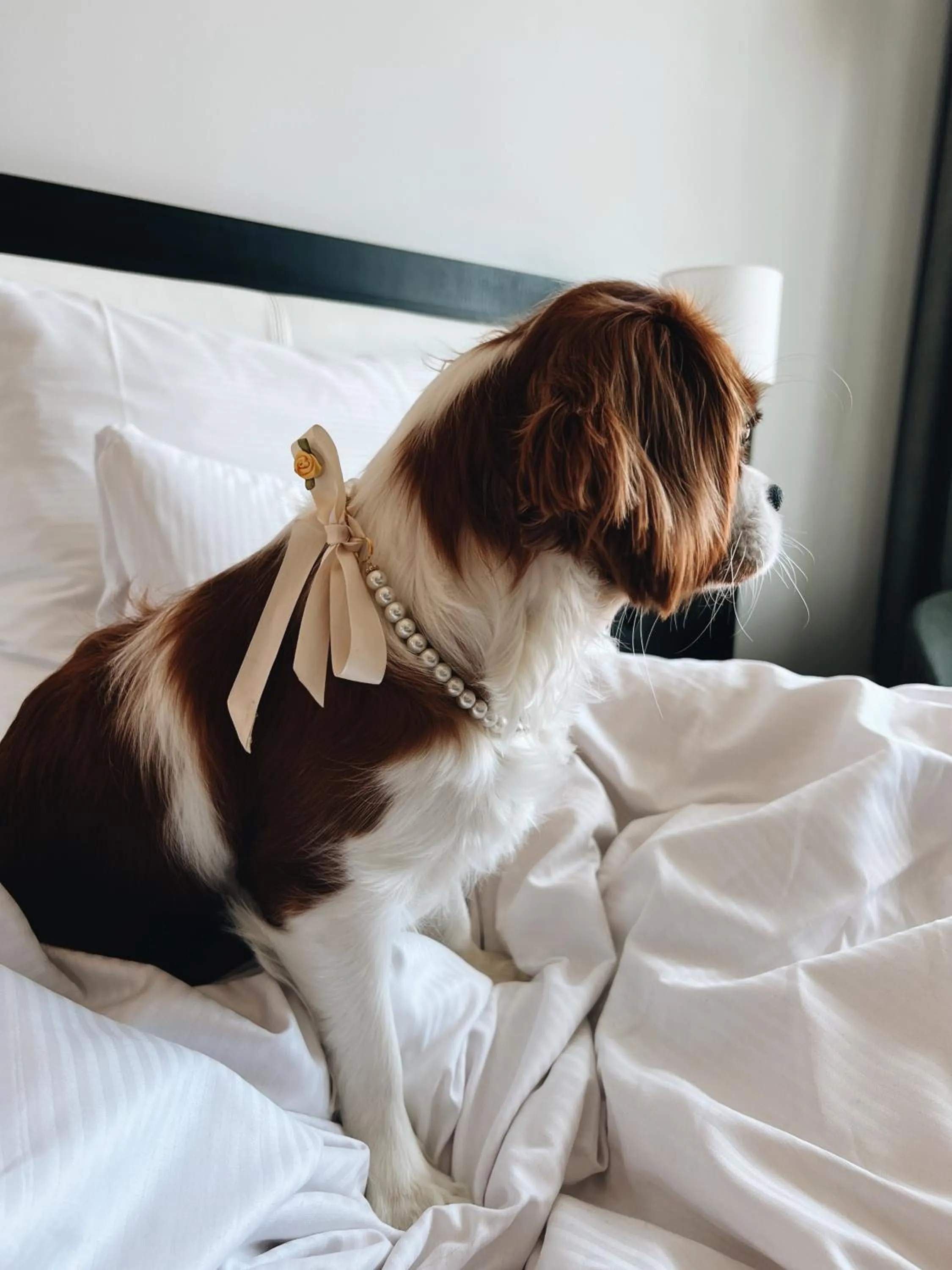 Pets, Bed in Clarion Hotel Stockholm