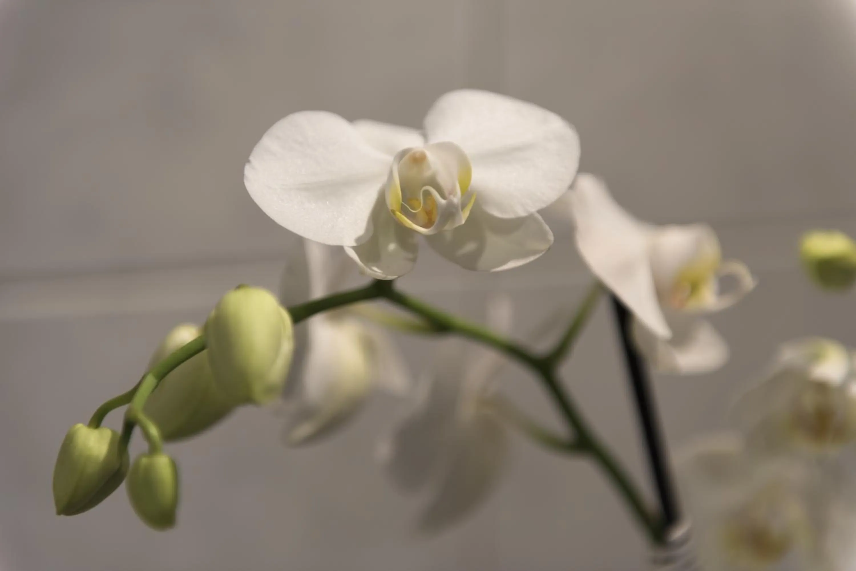 Other in Hotel des Alpes