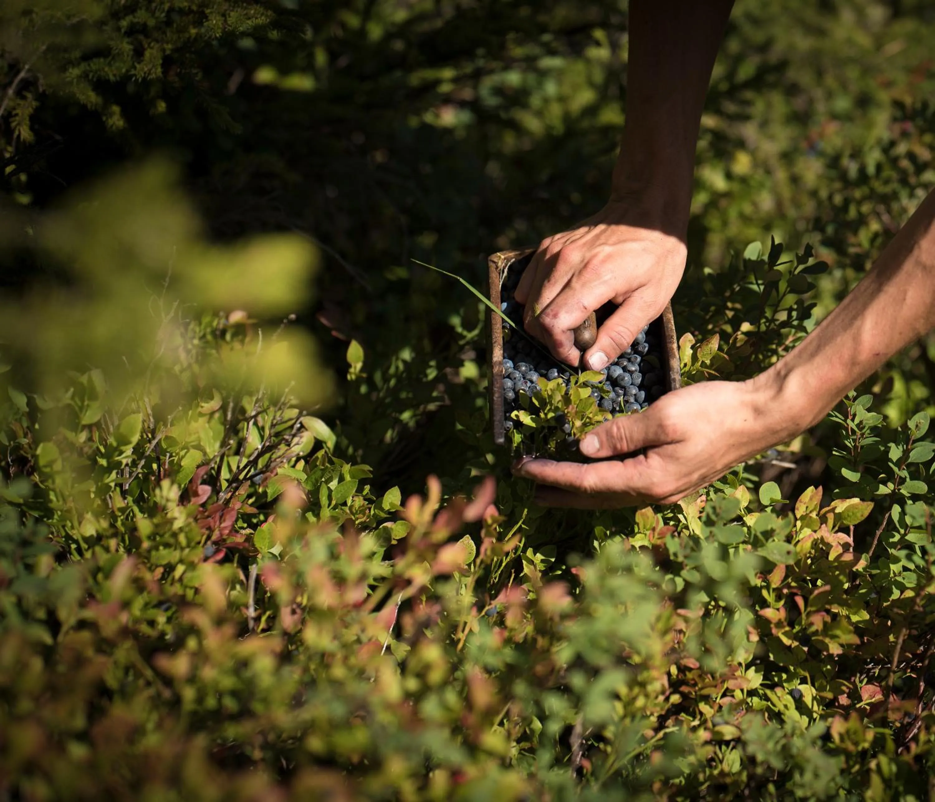 Food close-up in Hotel Rovanada Wellness & BergNatur