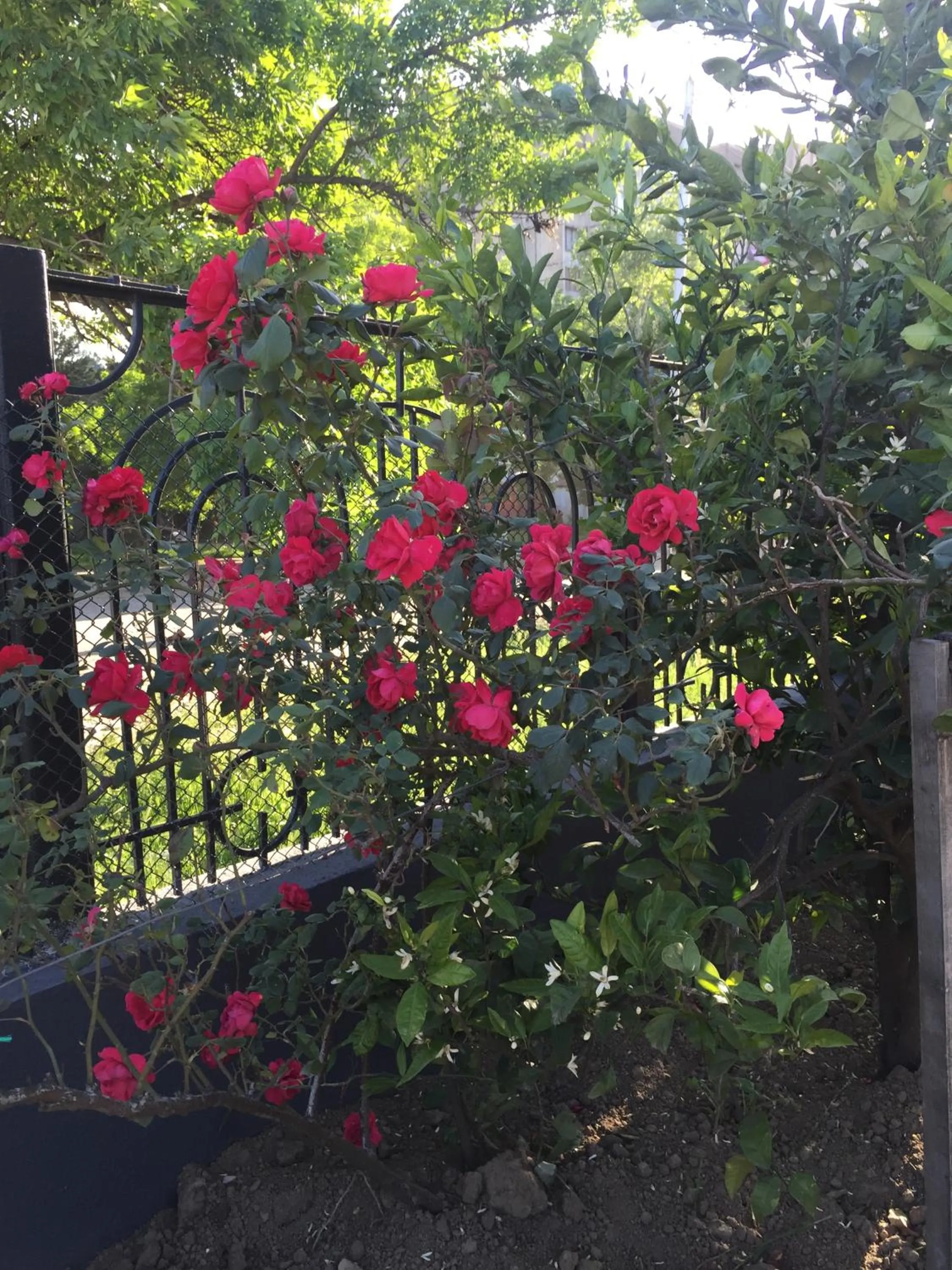 Garden in Hotel Mariana