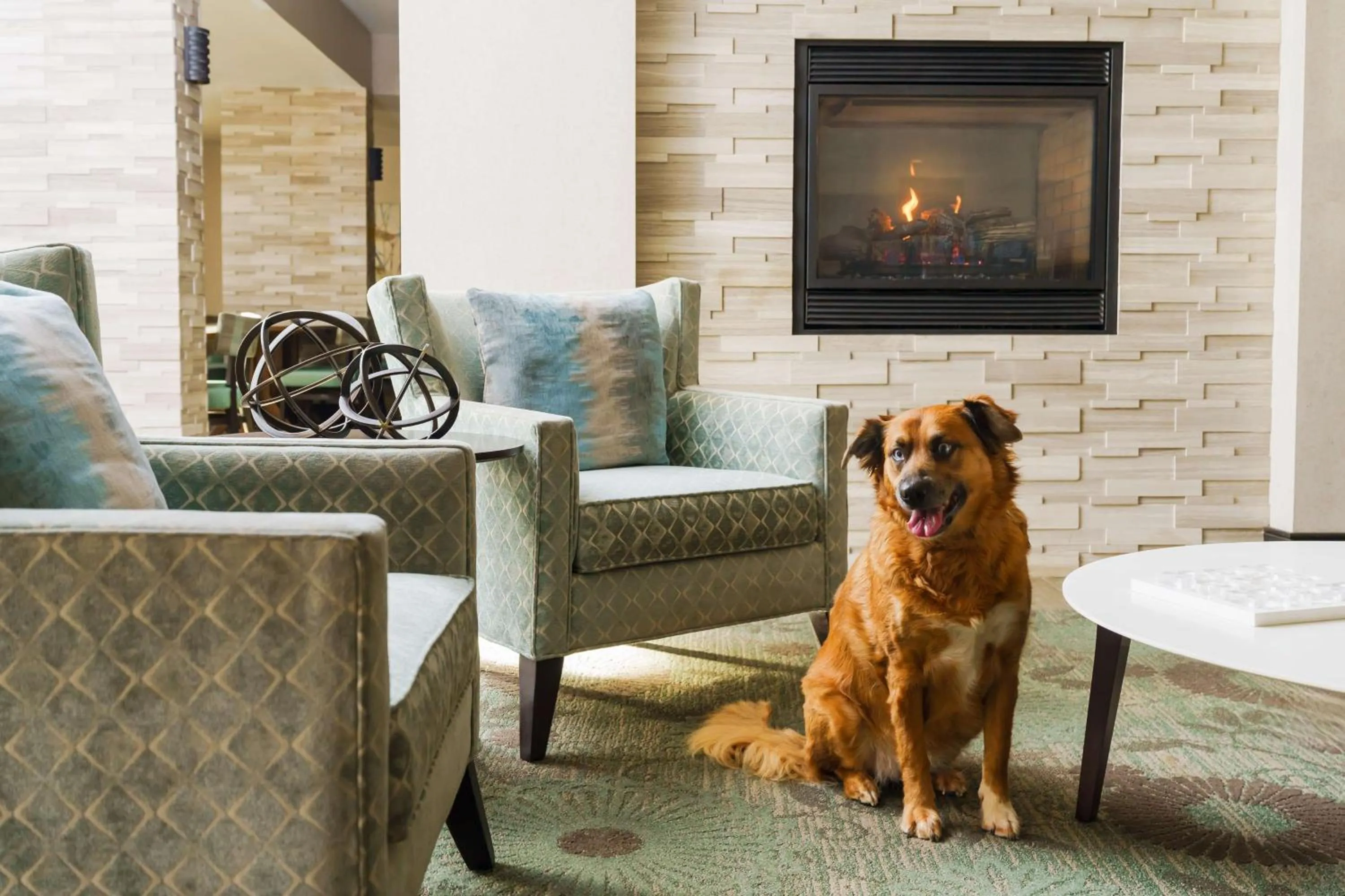 Pets in Homewood Suites by Hilton Providence-Warwick