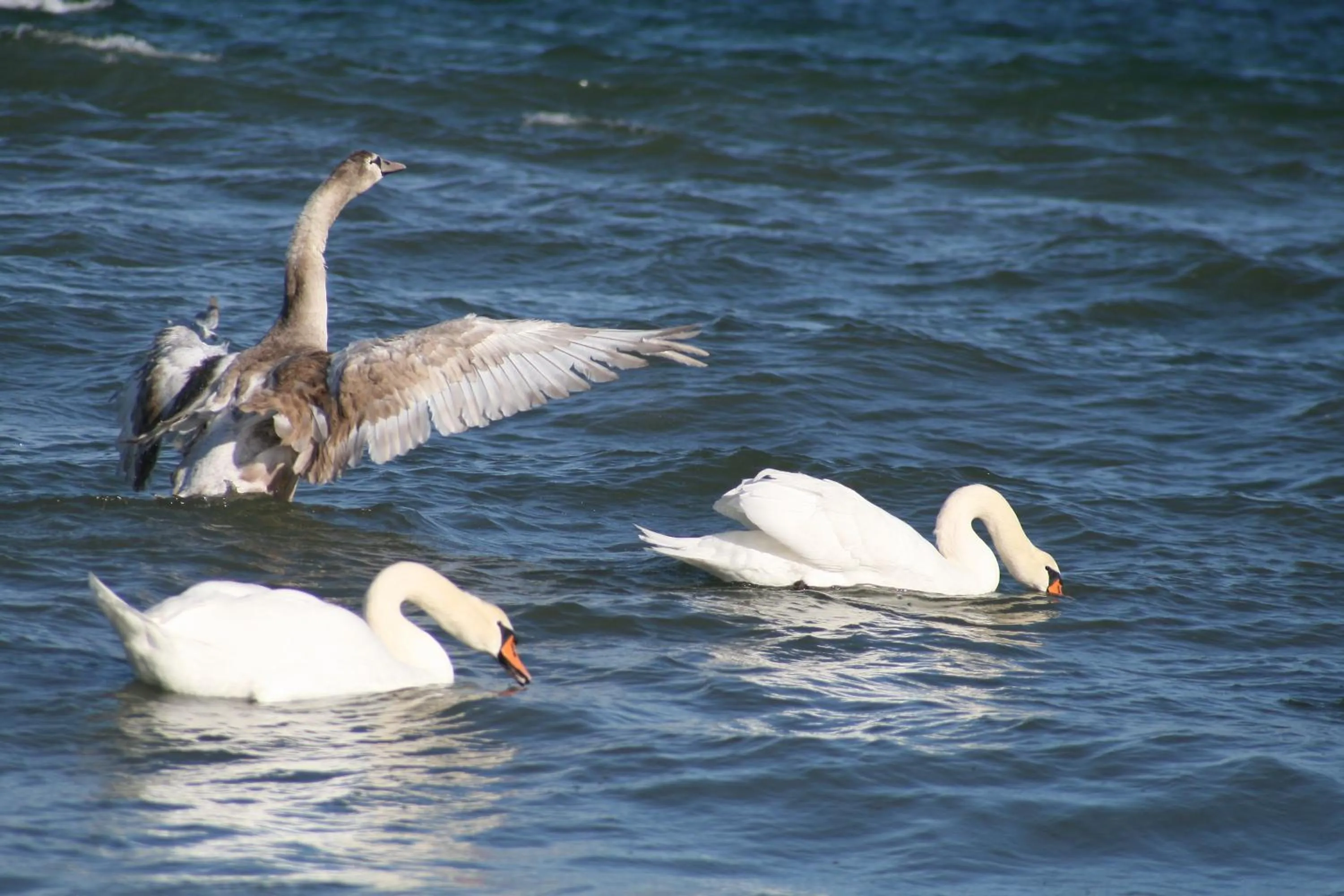 Other in Hotelanlage Tarnewitzer Hof