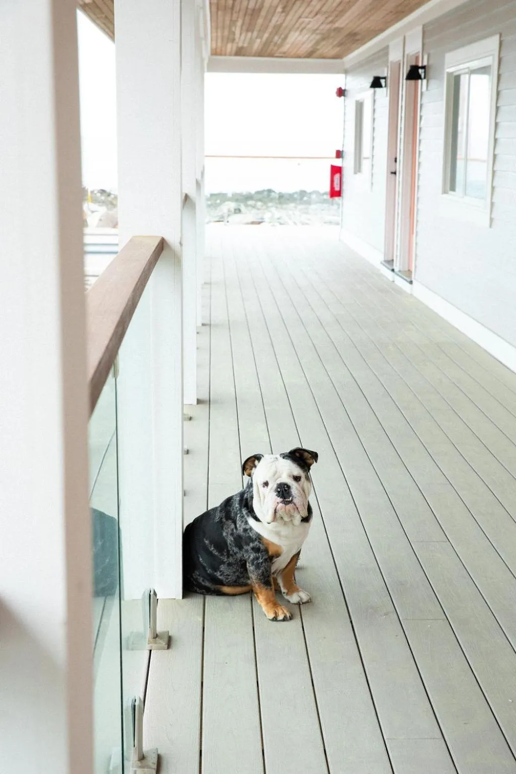 Pets in York Beach Surf Club