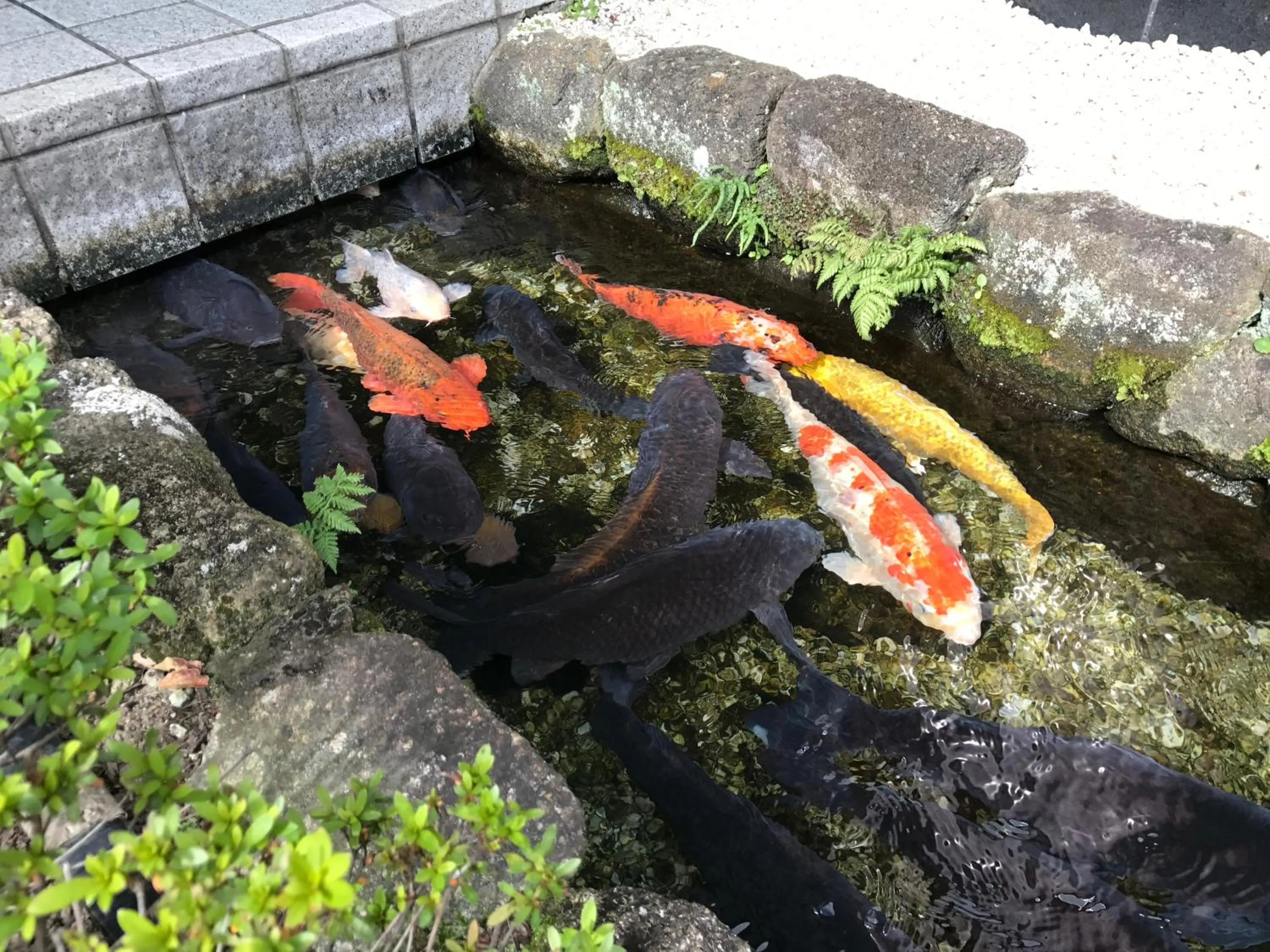 Off site in Ogaki Forum Hotel