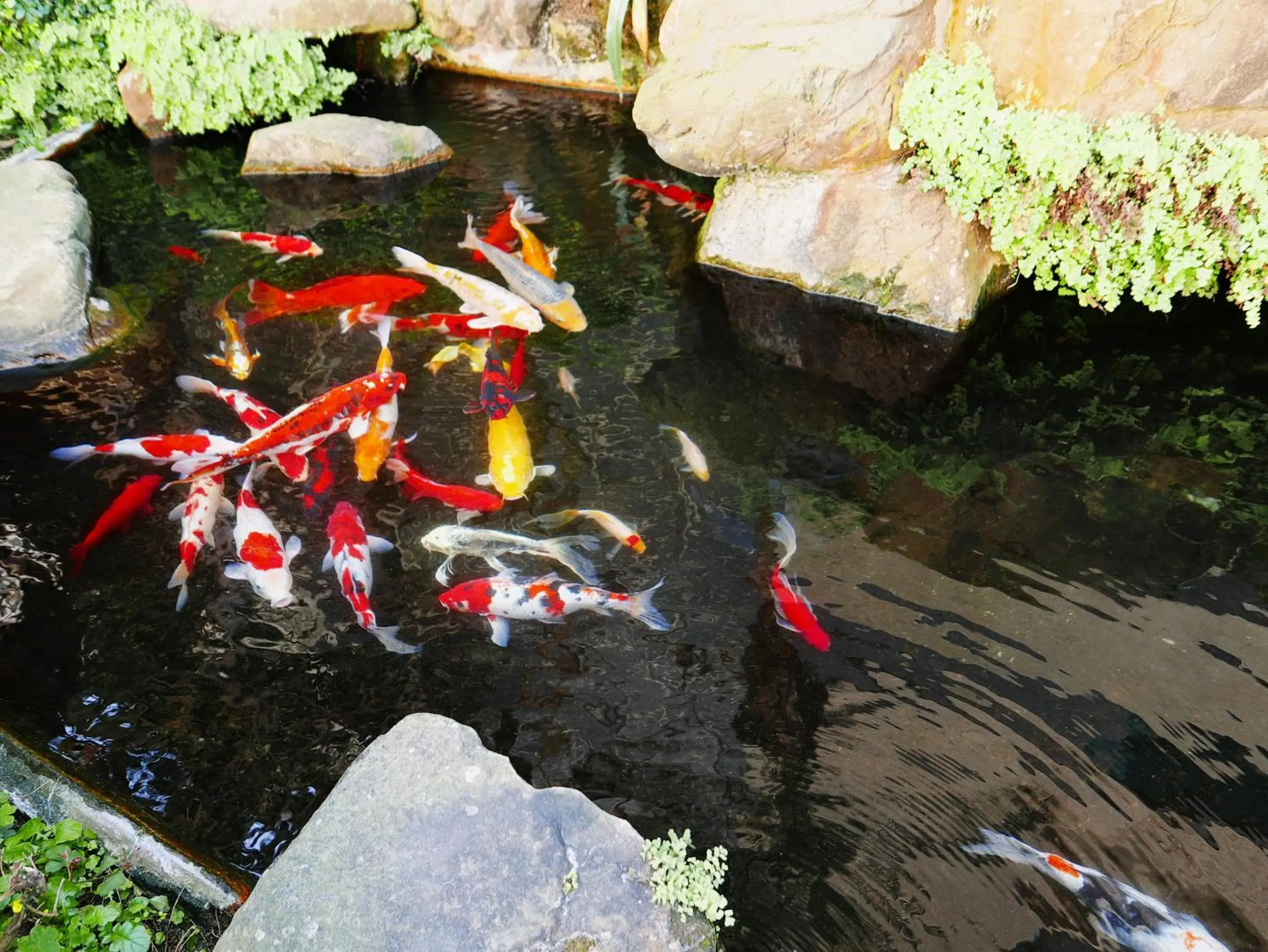 楓采行館 楓采行館