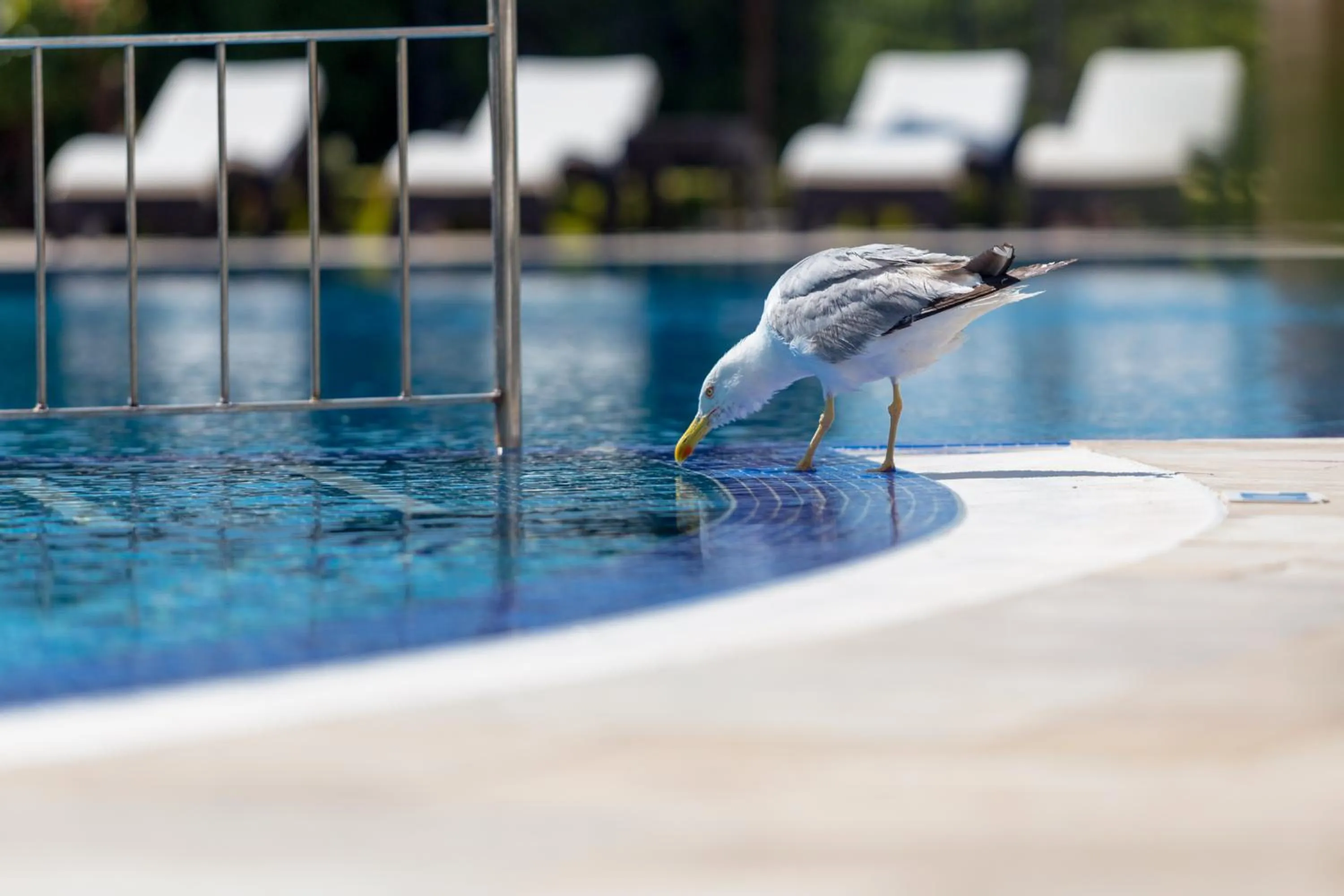 Swimming pool in VILLA FLORENCE Boutique Apart Hotel