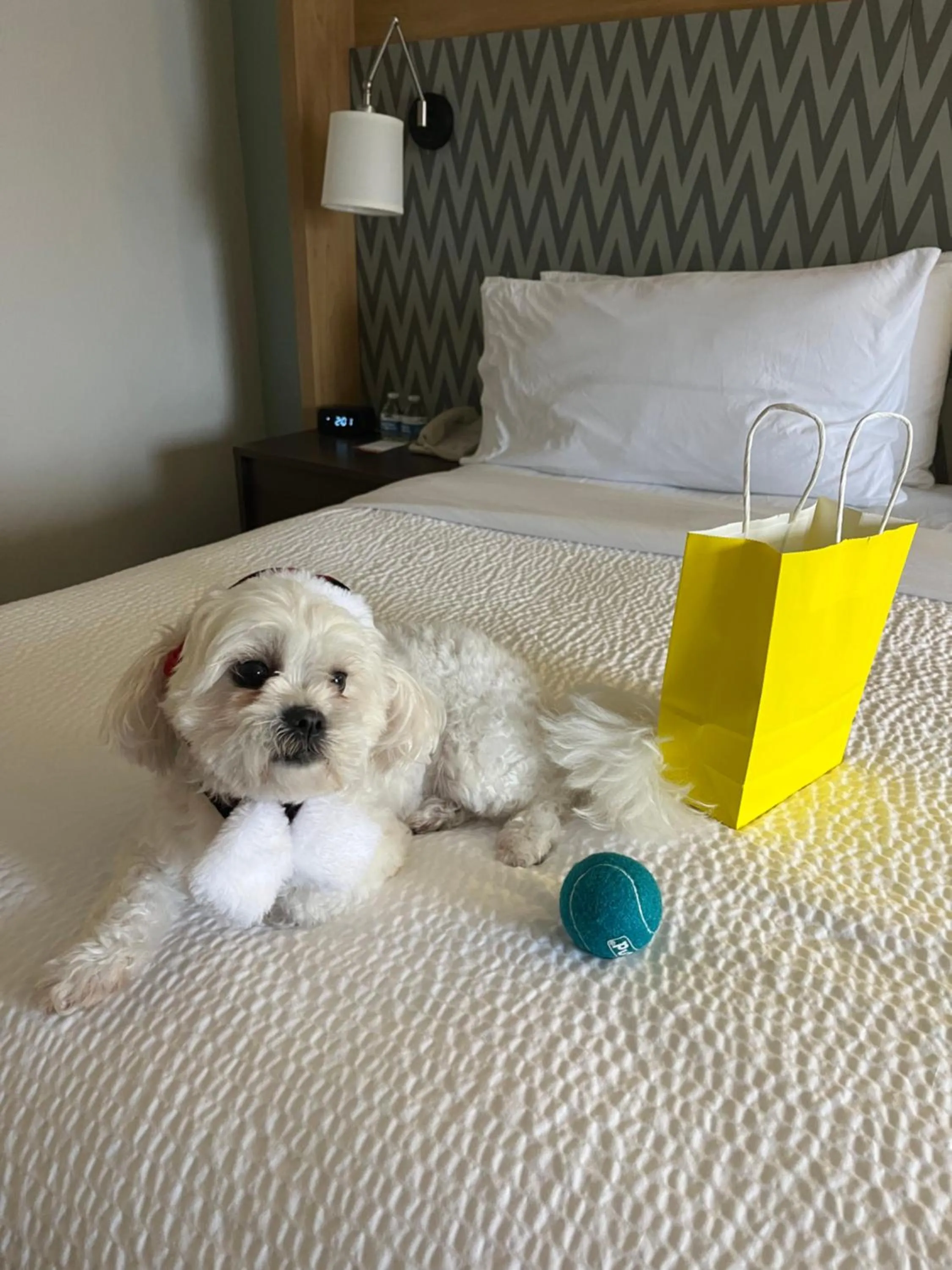 Pets, Bed in Holiday Inn Orlando International Airport by IHG