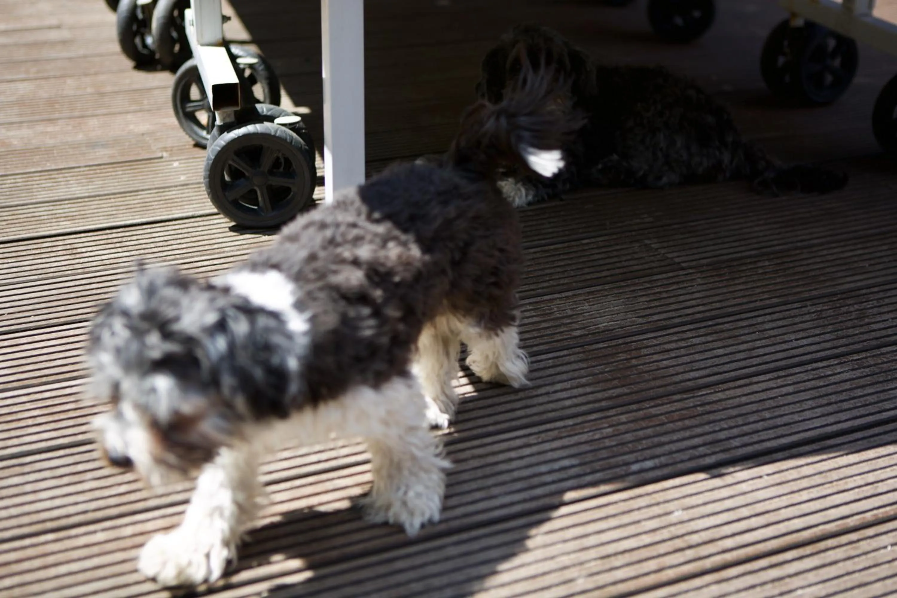 Garden in CitySurfer44