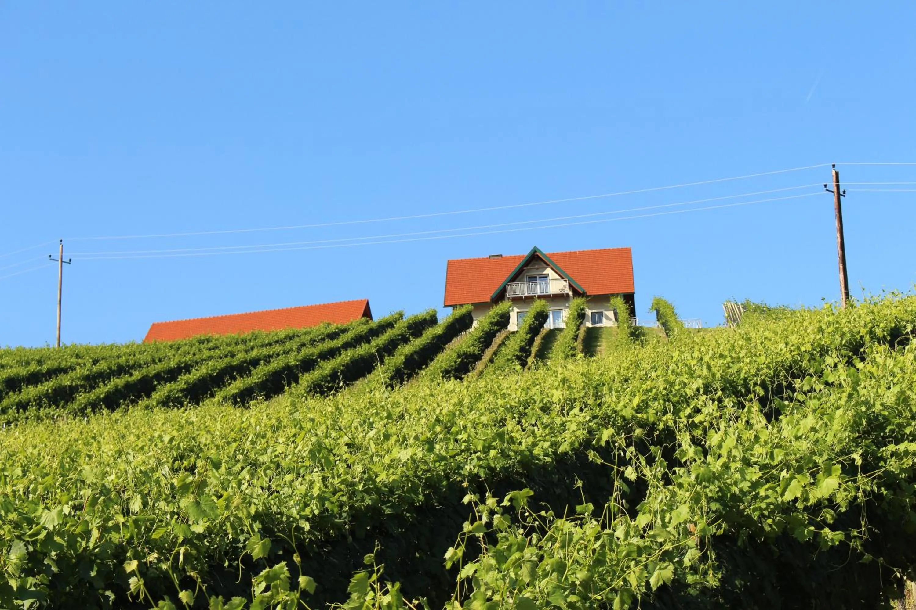 On site in Weingartenhaus