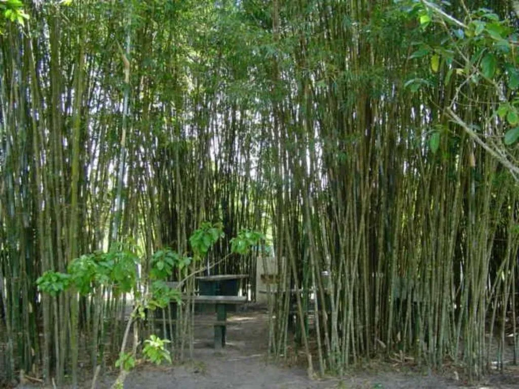 BBQ facilities in Samburá Chalés