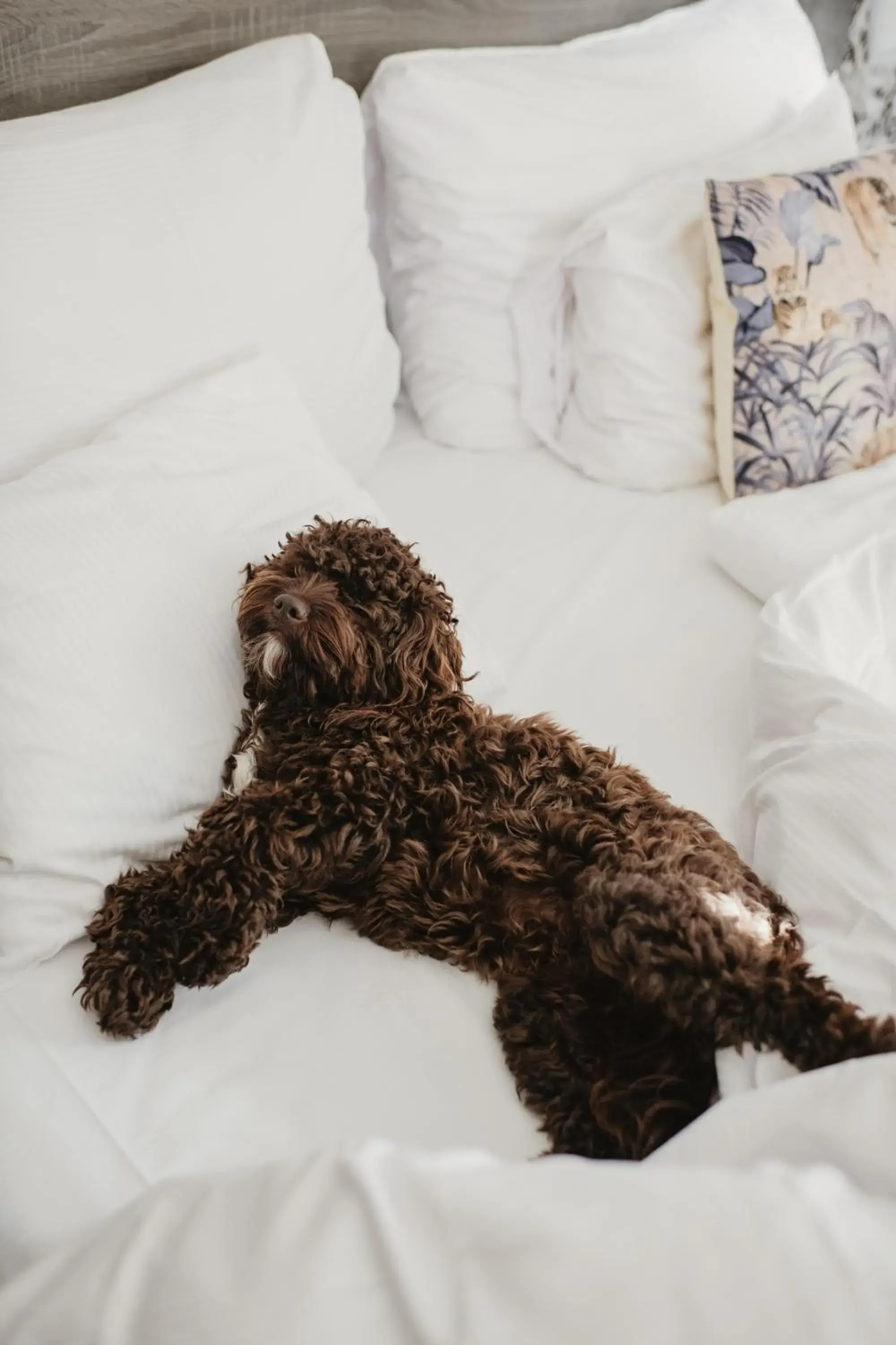 Pets, Bed in Home Hotel Grand Helsingborg Pets, Bed in Home Hotel Grand Helsingborg